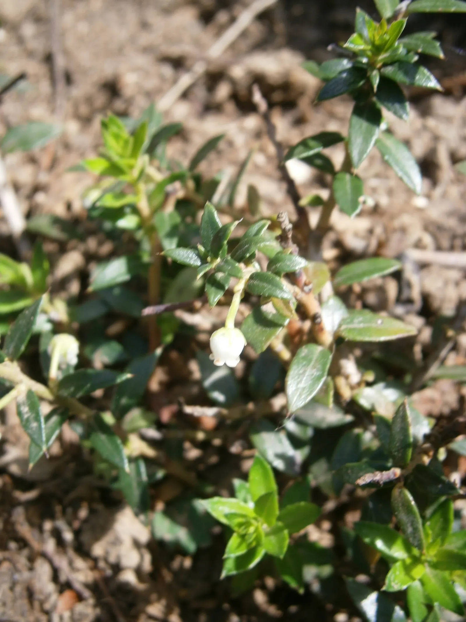 Prickly Mucronata (Gaultheria Mucronata) — Perfect for adding year-round interest and texture to gardens