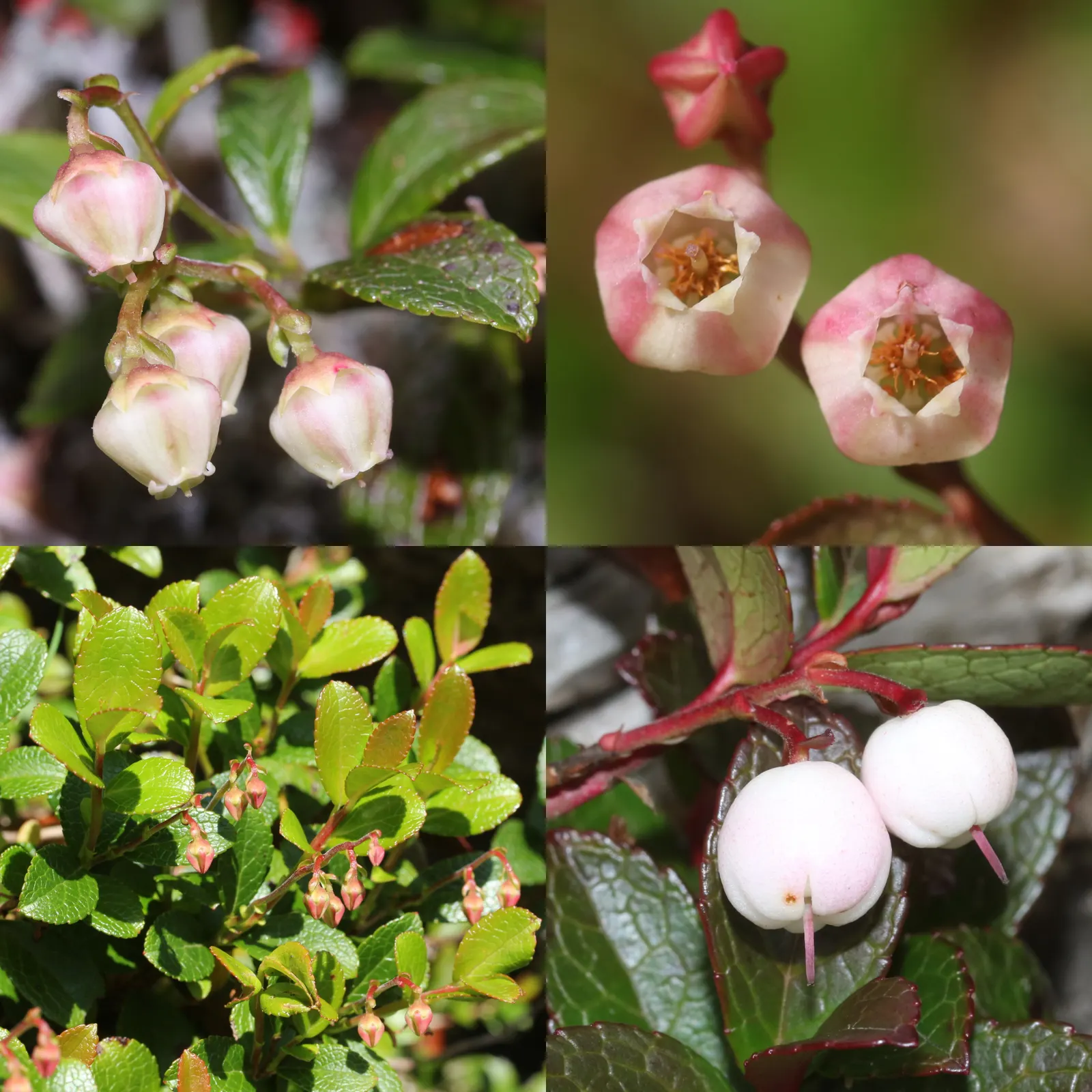 Prickly Mucronata (Gaultheria Mucronata) — typically measuring around 1 inch long; it's an excellent choice for mass plantings