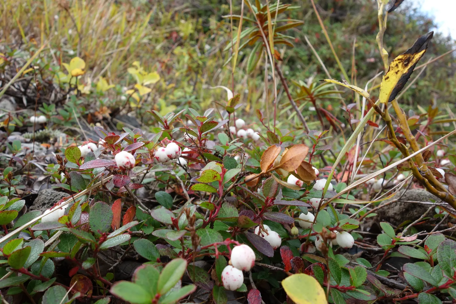 Prickly Mucronata (Gaultheria Mucronata) — It's an excellent choice for mass plantings