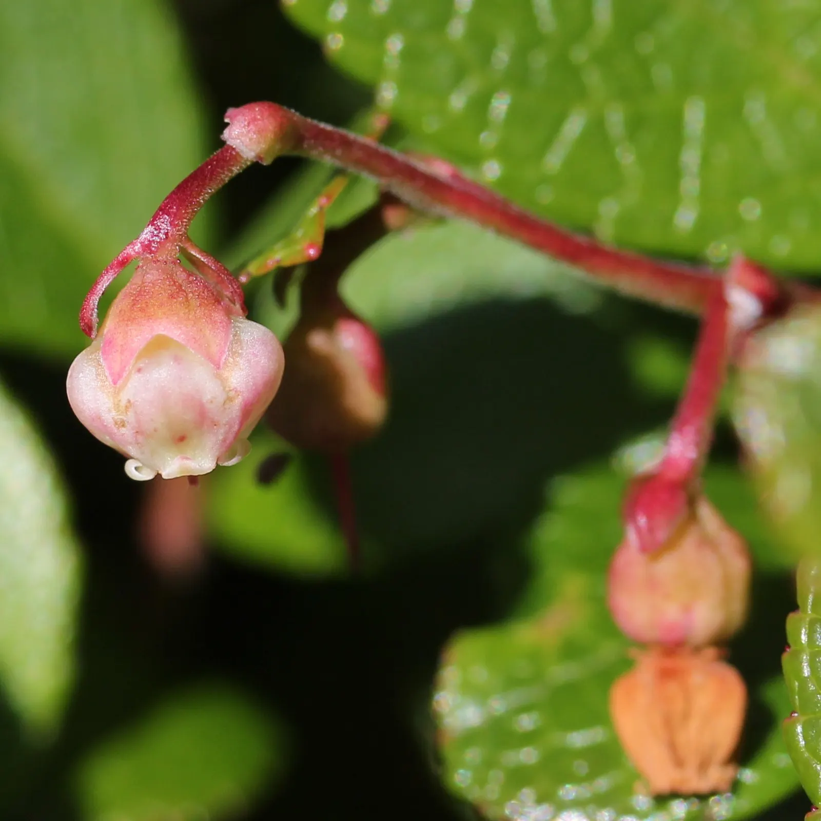 Prickly Mucronata (Gaultheria Mucronata) — The leaves are small and leathery; hence the name 'mucronata.' These dark green leaves provide a beautiful backdrop