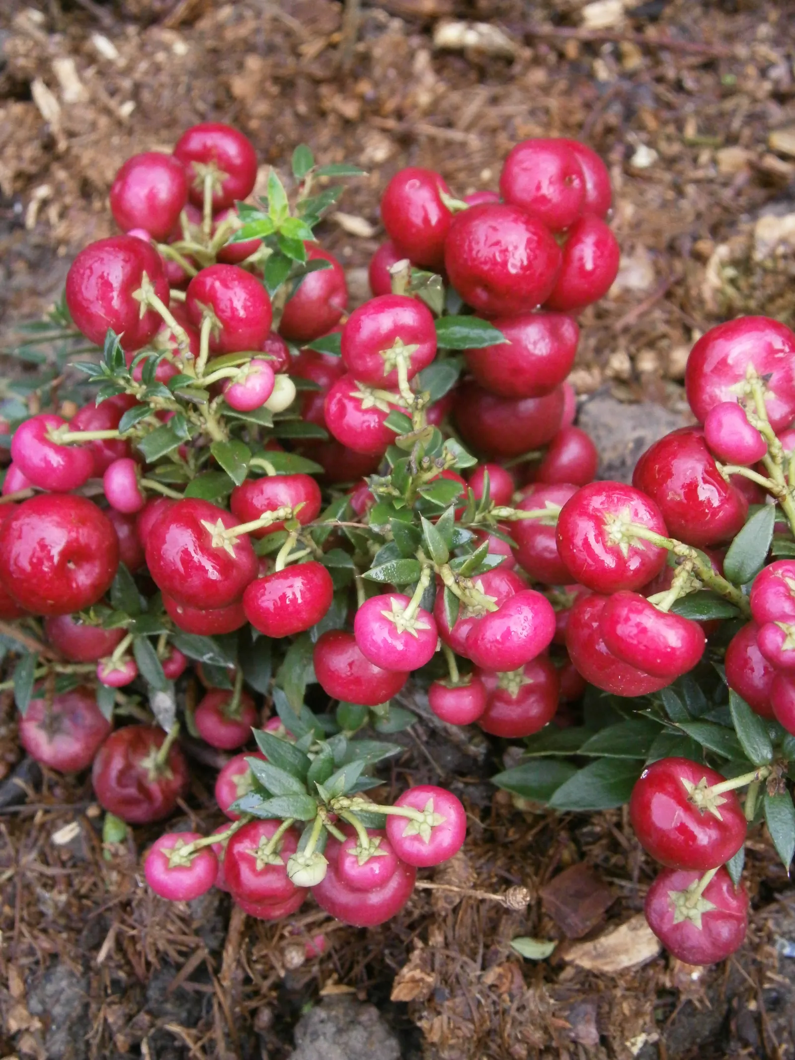 Prickly Mucronata (Gaultheria Mucronata) — typically measuring around 1 inch long