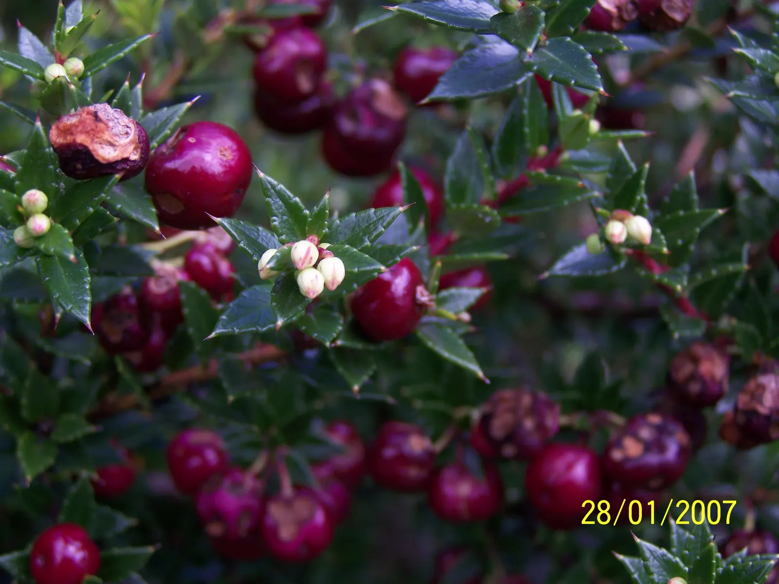 Prickly Mucronata (Gaultheria Mucronata) — with a sharply pointed tip or mucro; this ornamental plant reaches up to 5 feet tall and 4 feet wide