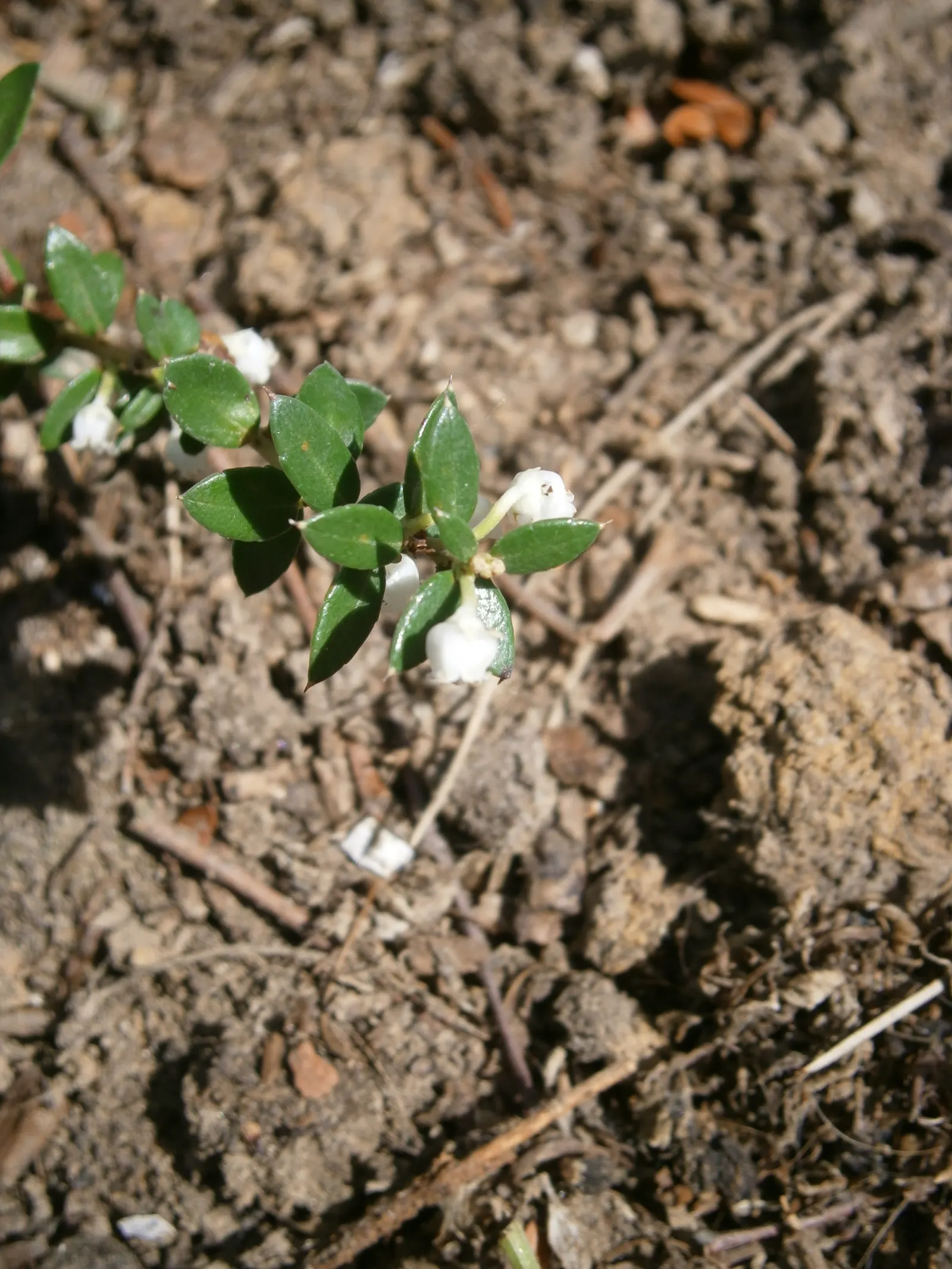 Prickly Mucronata (Gaultheria Mucronata) — The leaves are small and leathery