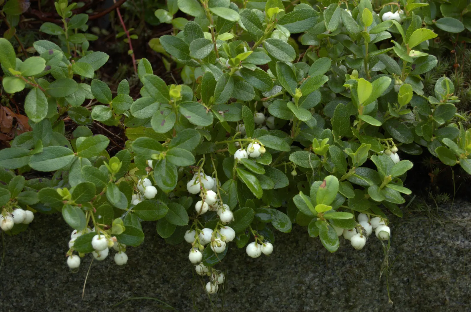 Prickly Mucronata (Gaultheria Mucronata) — well-drained soil and can tolerate partial shade to full sun; or as a focal point in mixed borders