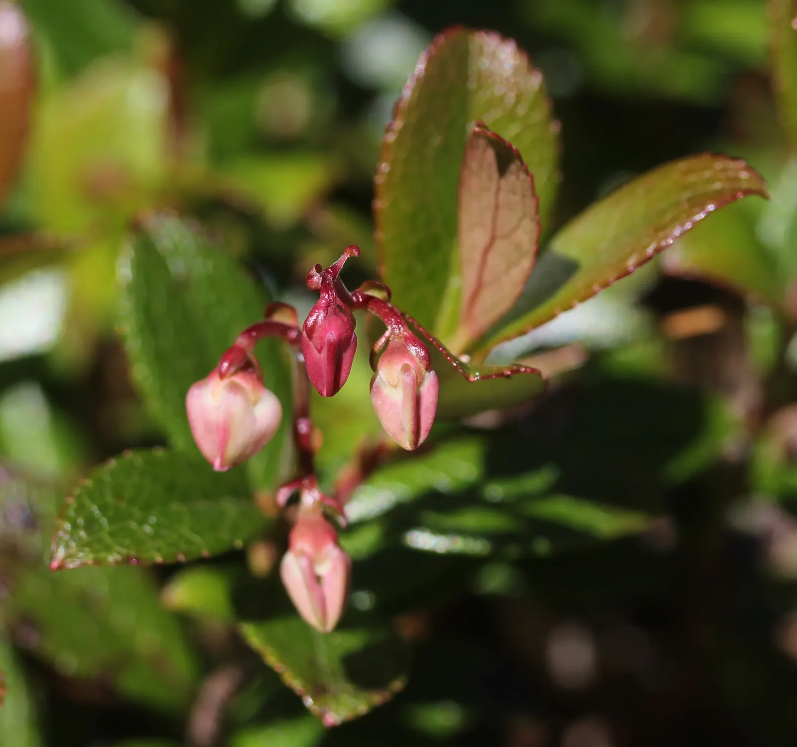 Prickly Mucronata (Gaultheria Mucronata) — shrub with white blooms