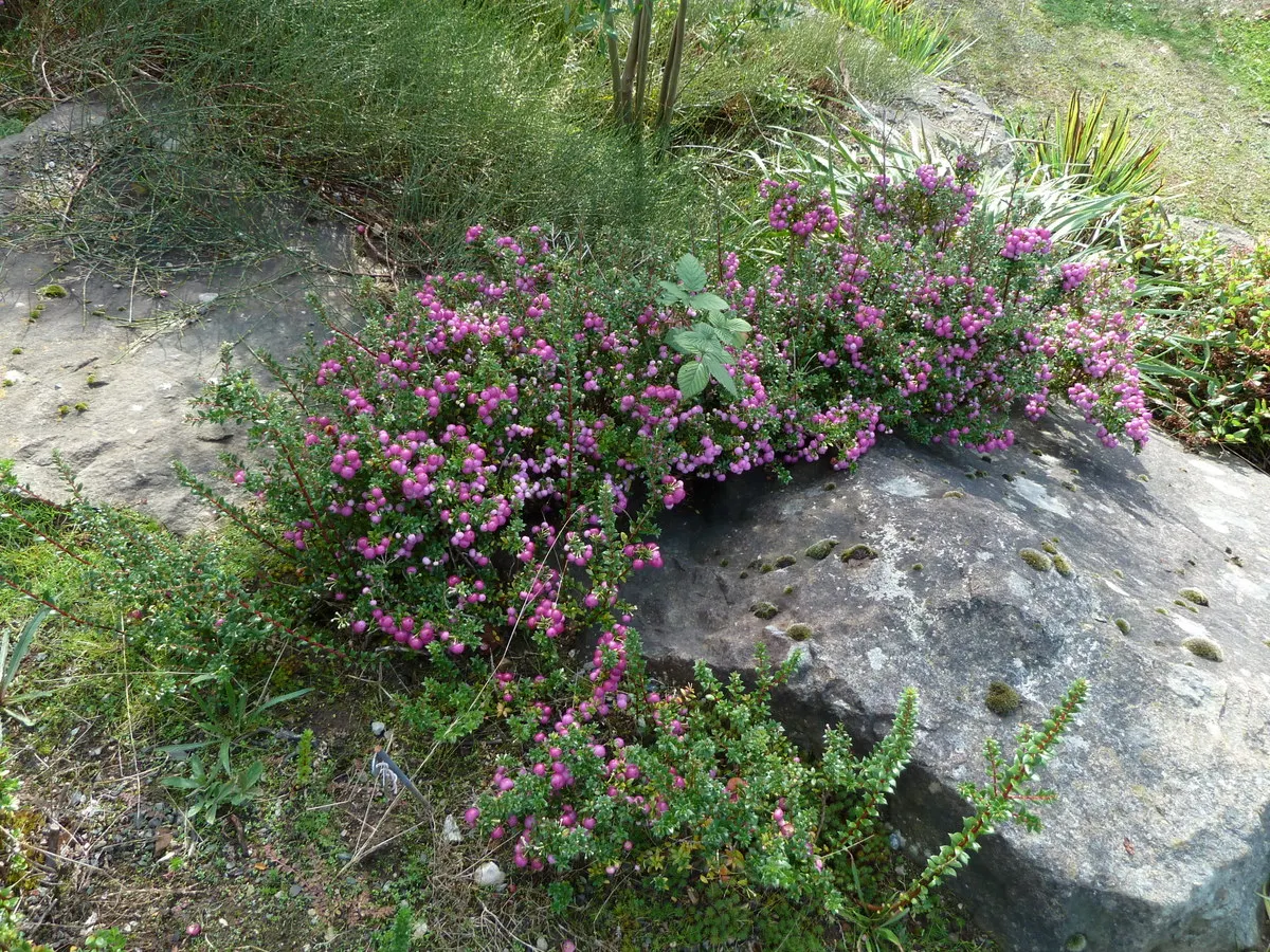 Prickly Mucronata (Gaultheria Mucronata) — white or pinkish flowers that emerge in late spring or early summer; gaultheria mucronata prefers acidic