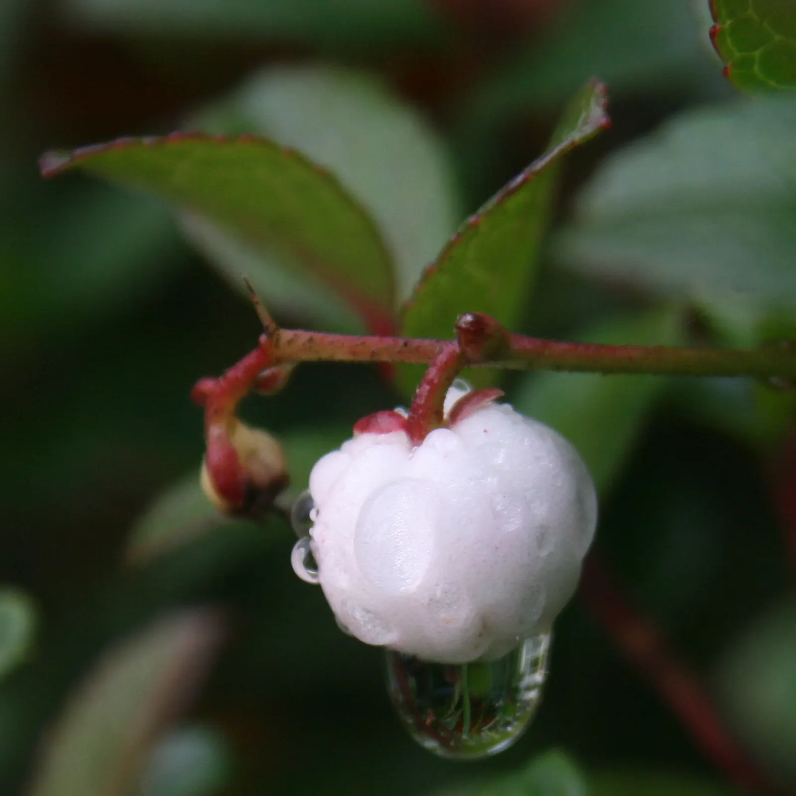 Prickly Mucronata (Gaultheria Mucronata) — This ornamental plant reaches up to 5 feet tall and 4 feet wide