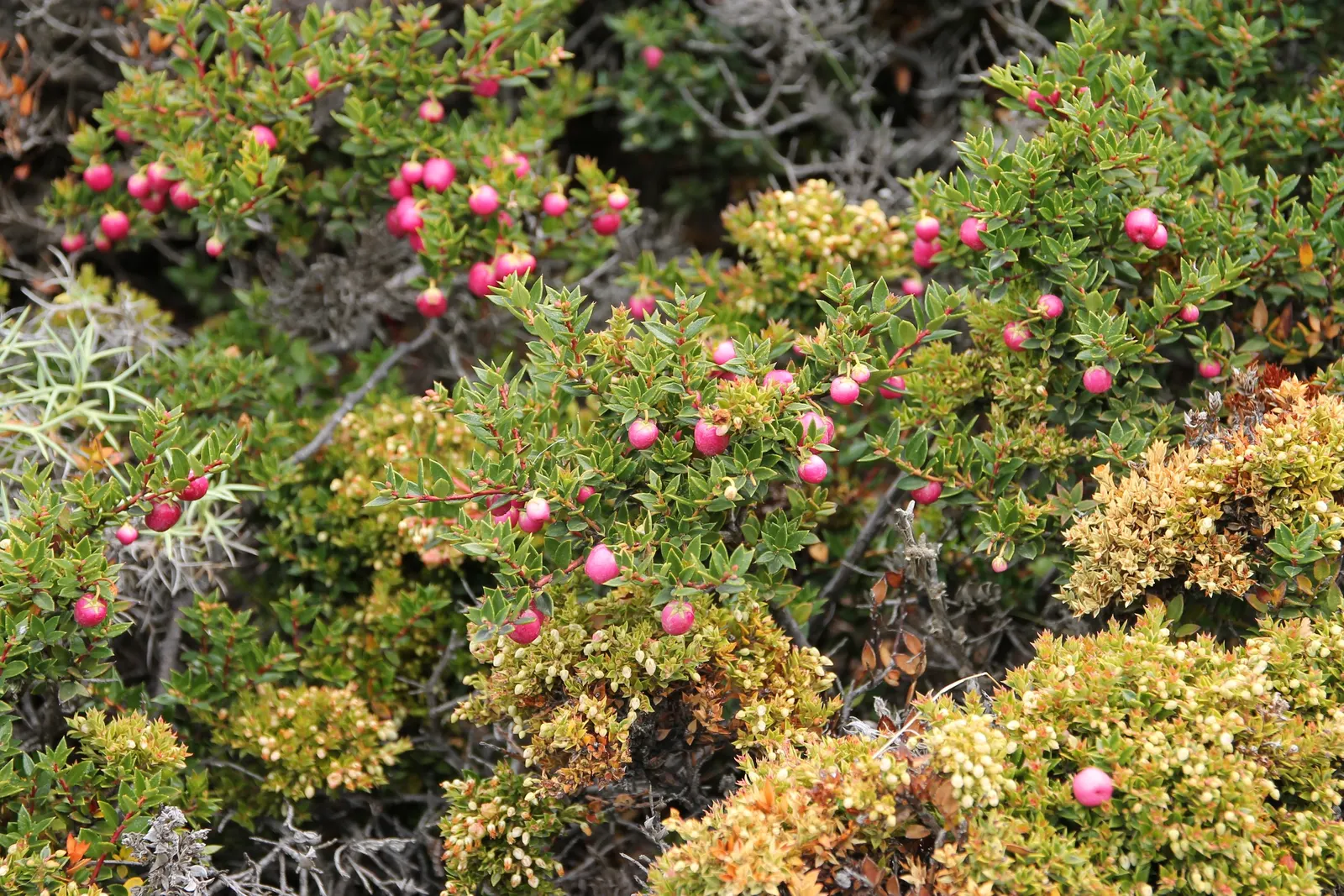Prickly Mucronata (Gaultheria Mucronata) — well-drained soil and can tolerate partial shade to full sun