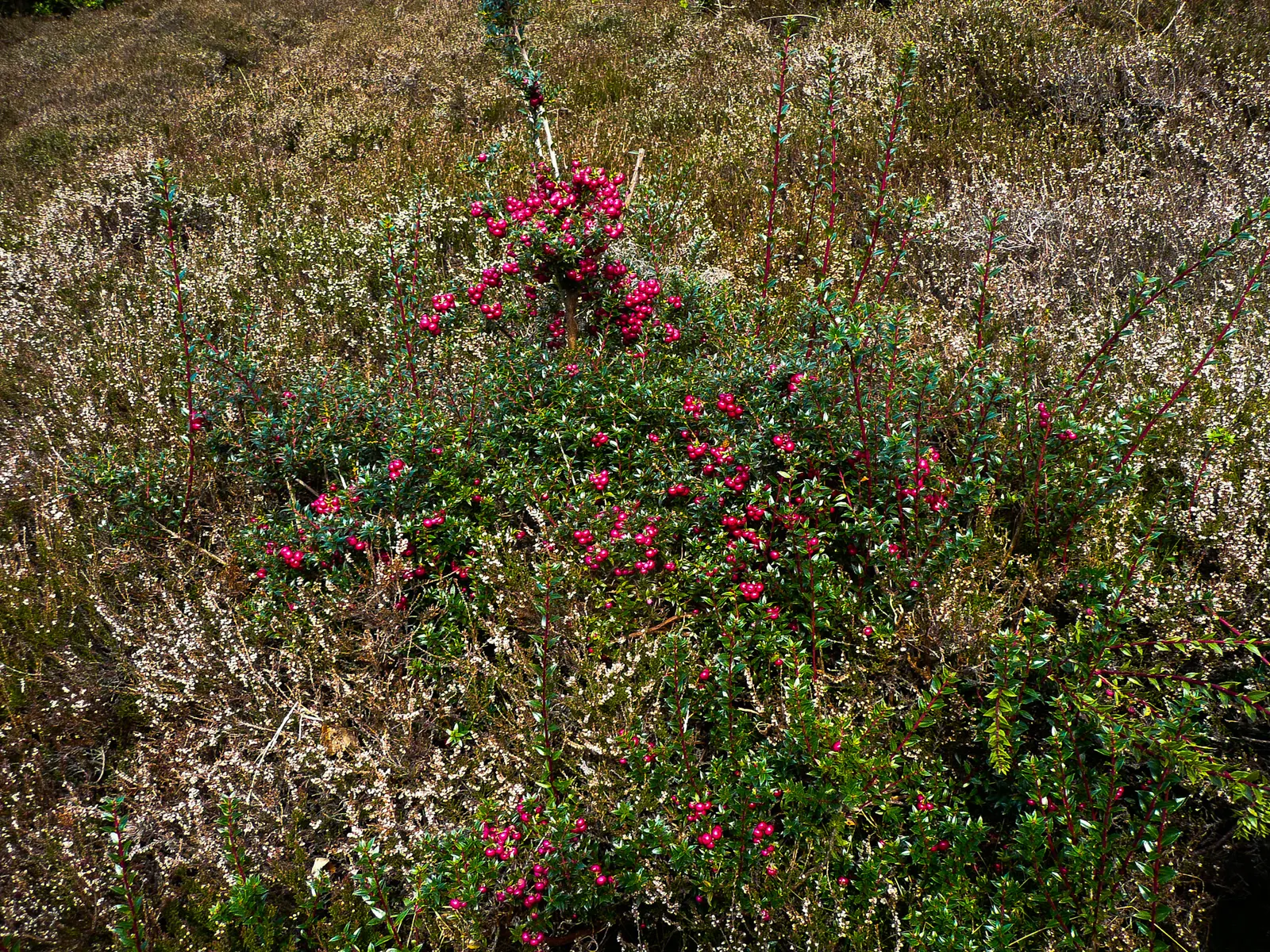 Prickly Mucronata (Gaultheria Mucronata) — followed by striking berries that can range in color from white to pink