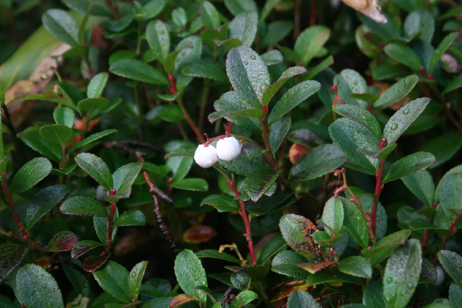 Prickly Mucronata (Gaultheria Mucronata) — it is native to South America and thrives in USDA Hardiness Zones 7 through 9