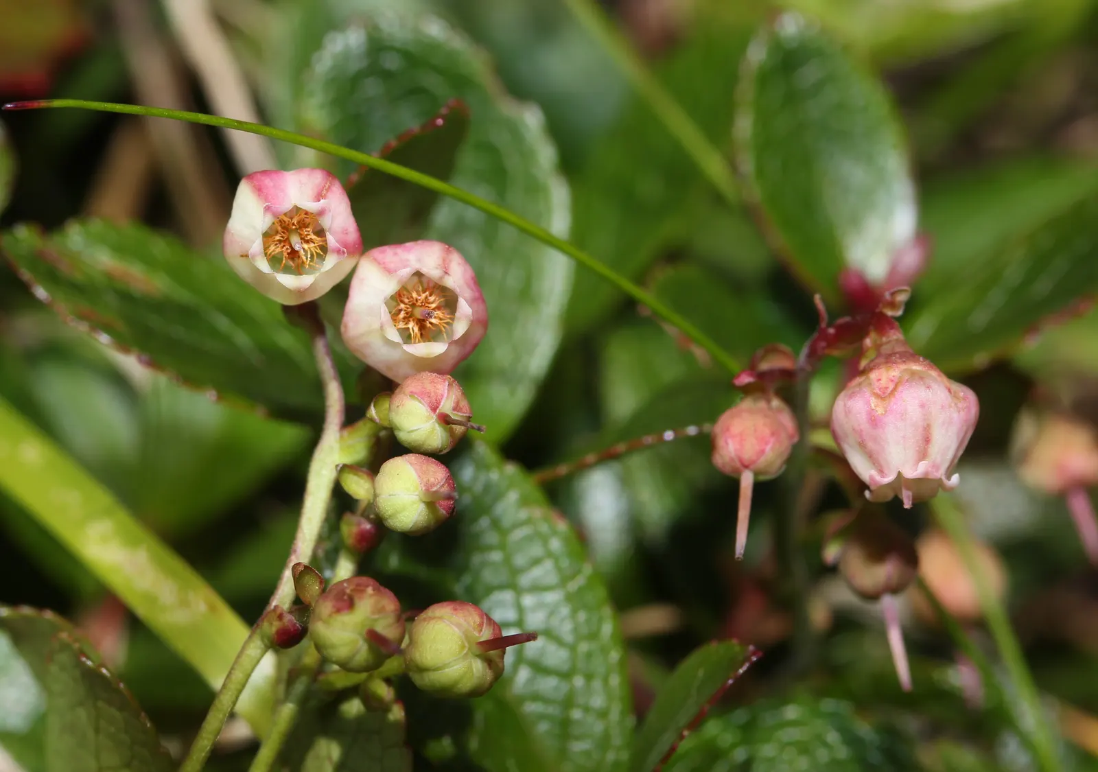 Prickly Mucronata (Gaultheria Mucronata) — shrub for full or half or shade