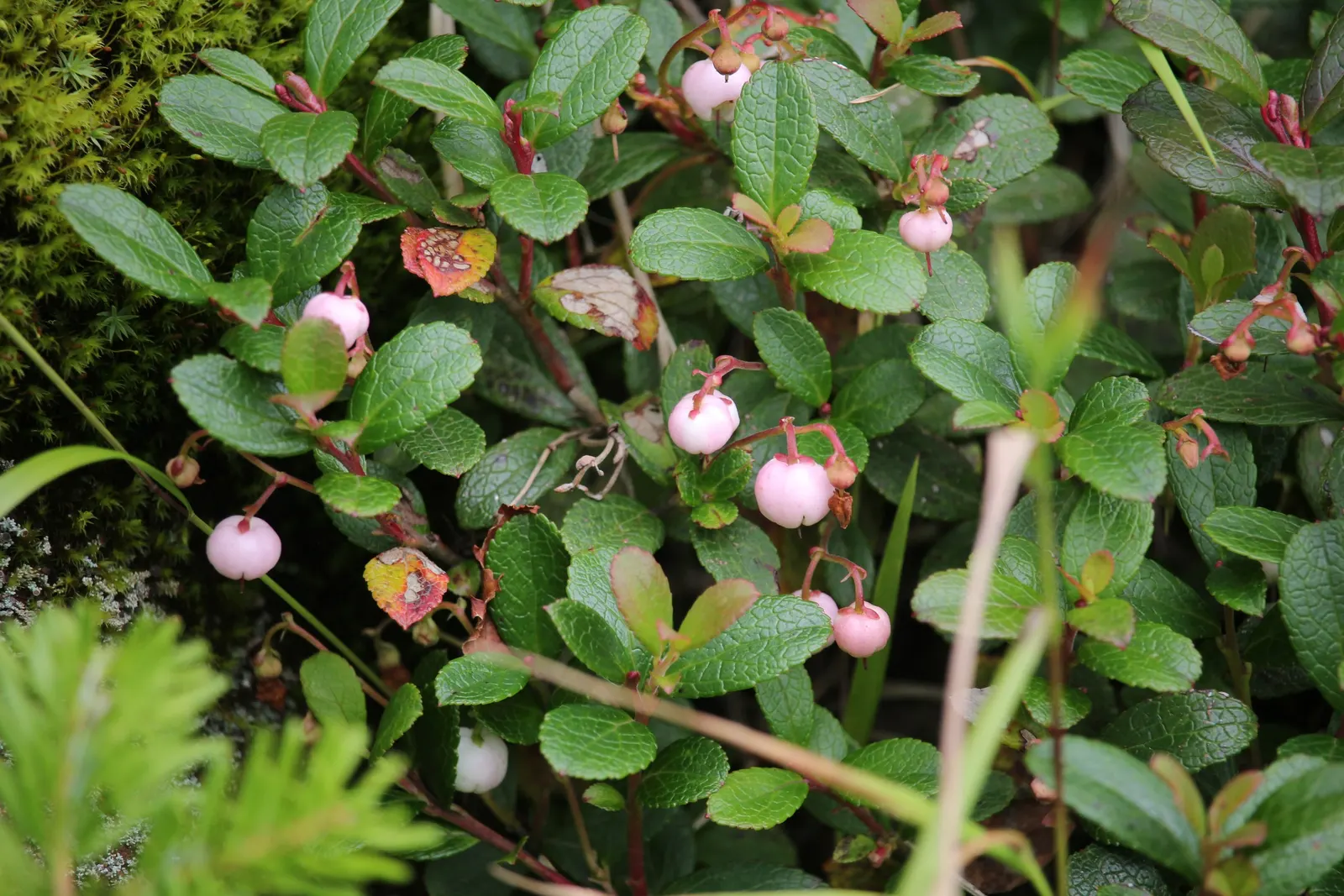 Prickly Mucronata (Gaultheria Mucronata) — scientifically known as Gaultheria mucronata; and even red or purple.<br><br>For optimal growth