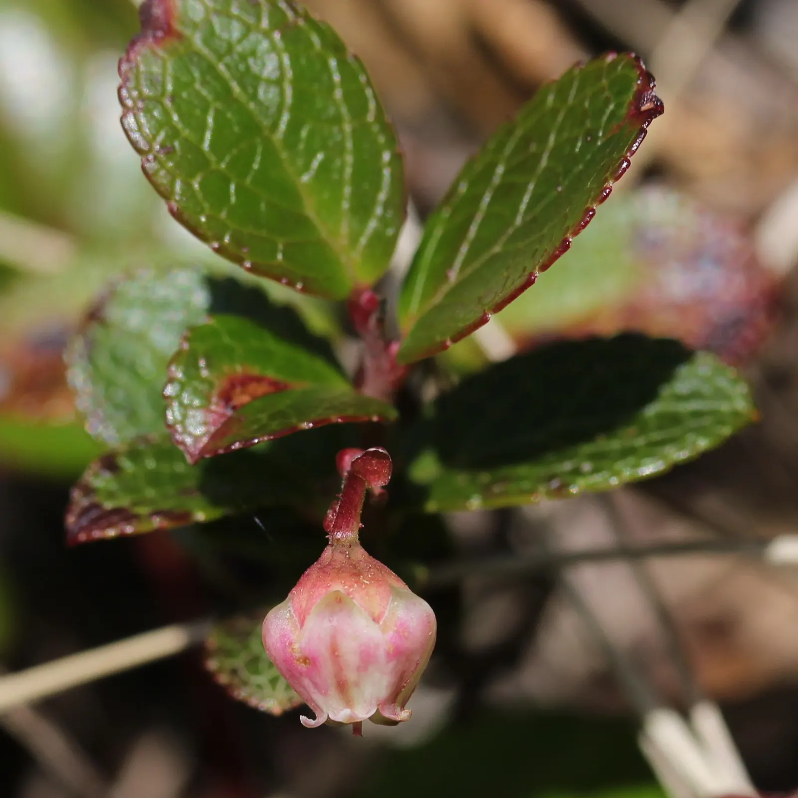 Prickly Mucronata (Gaultheria Mucronata) — white or pinkish flowers that emerge in late spring or early summer