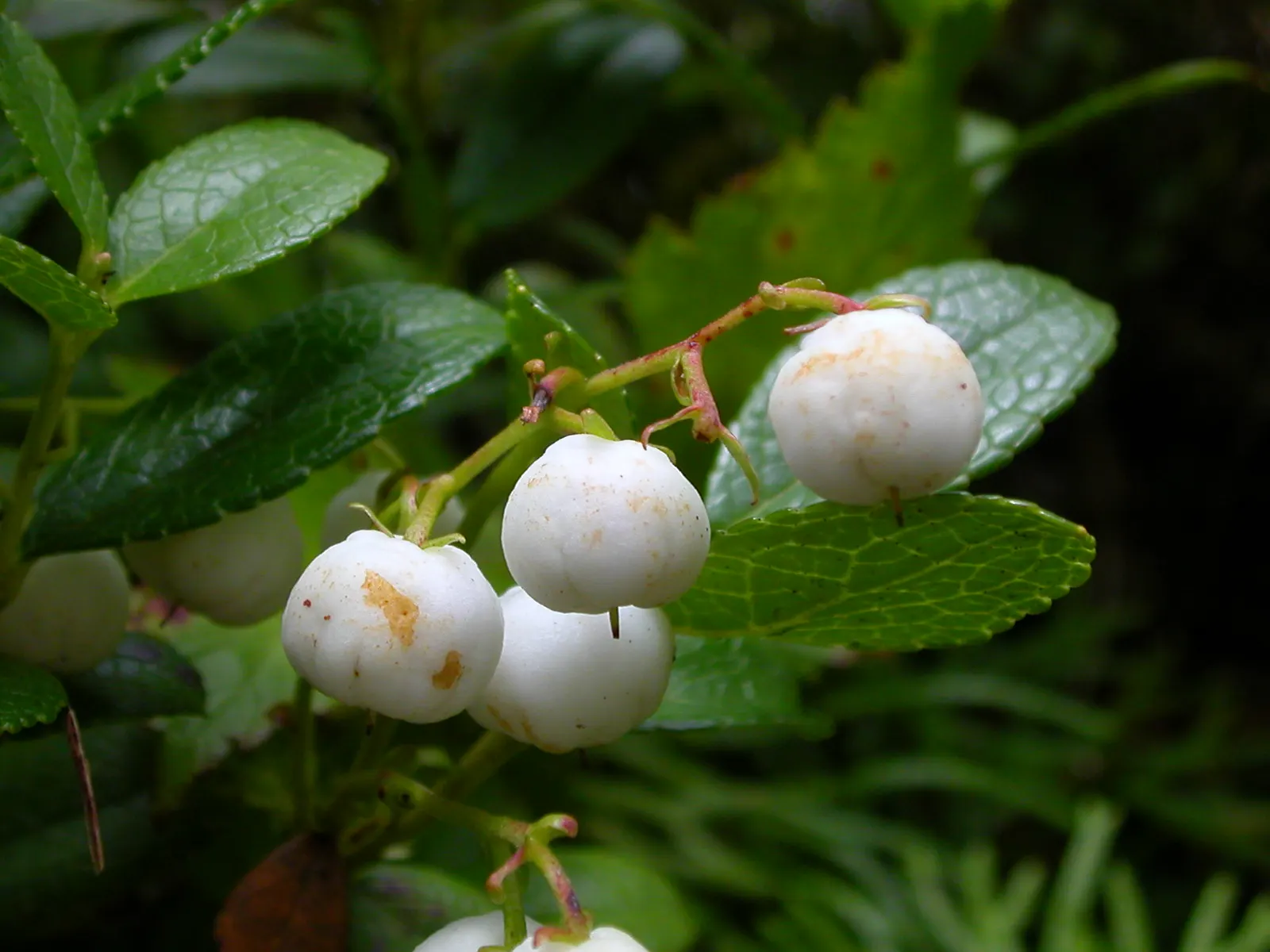 Prickly Mucronata (Gaultheria Mucronata) — with a sharply pointed tip or mucro