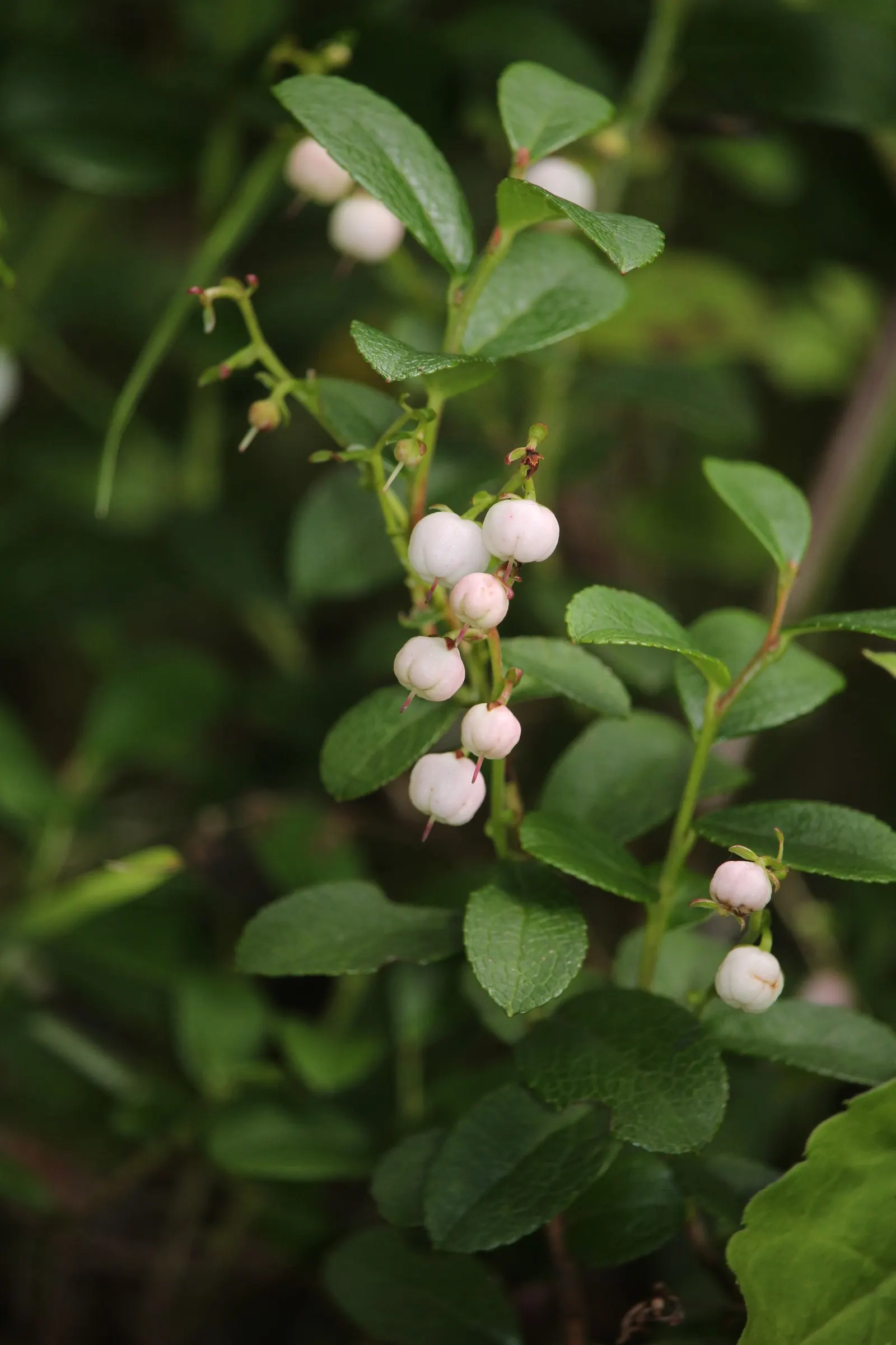 Prickly Mucronata (Gaultheria Mucronata) — hence the name 'mucronata.' These dark green leaves provide a beautiful backdrop for the bell-shaped; the leaves are