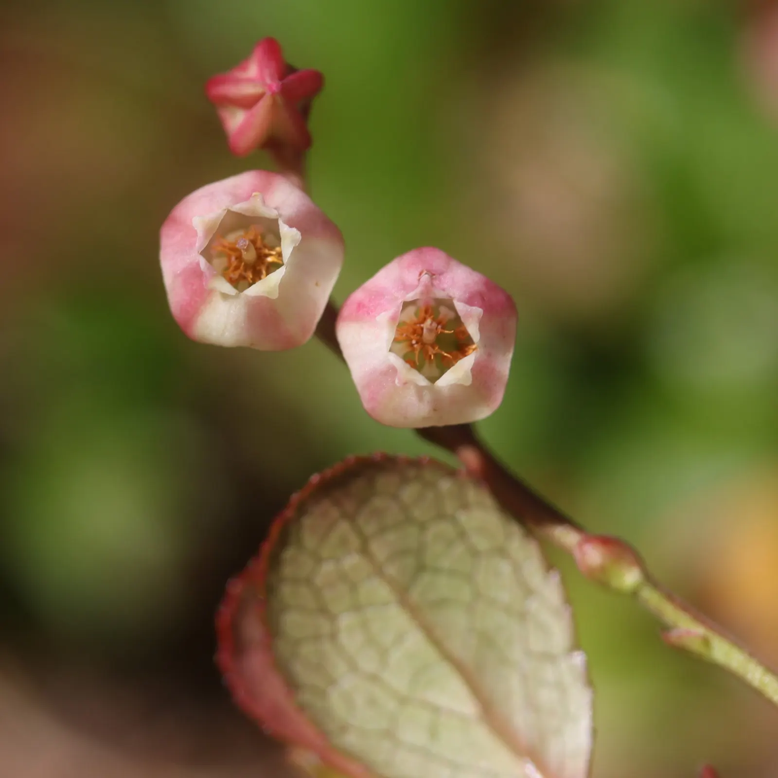 Prickly Mucronata (Gaultheria Mucronata) — providing structure and vibrant color throughout the year