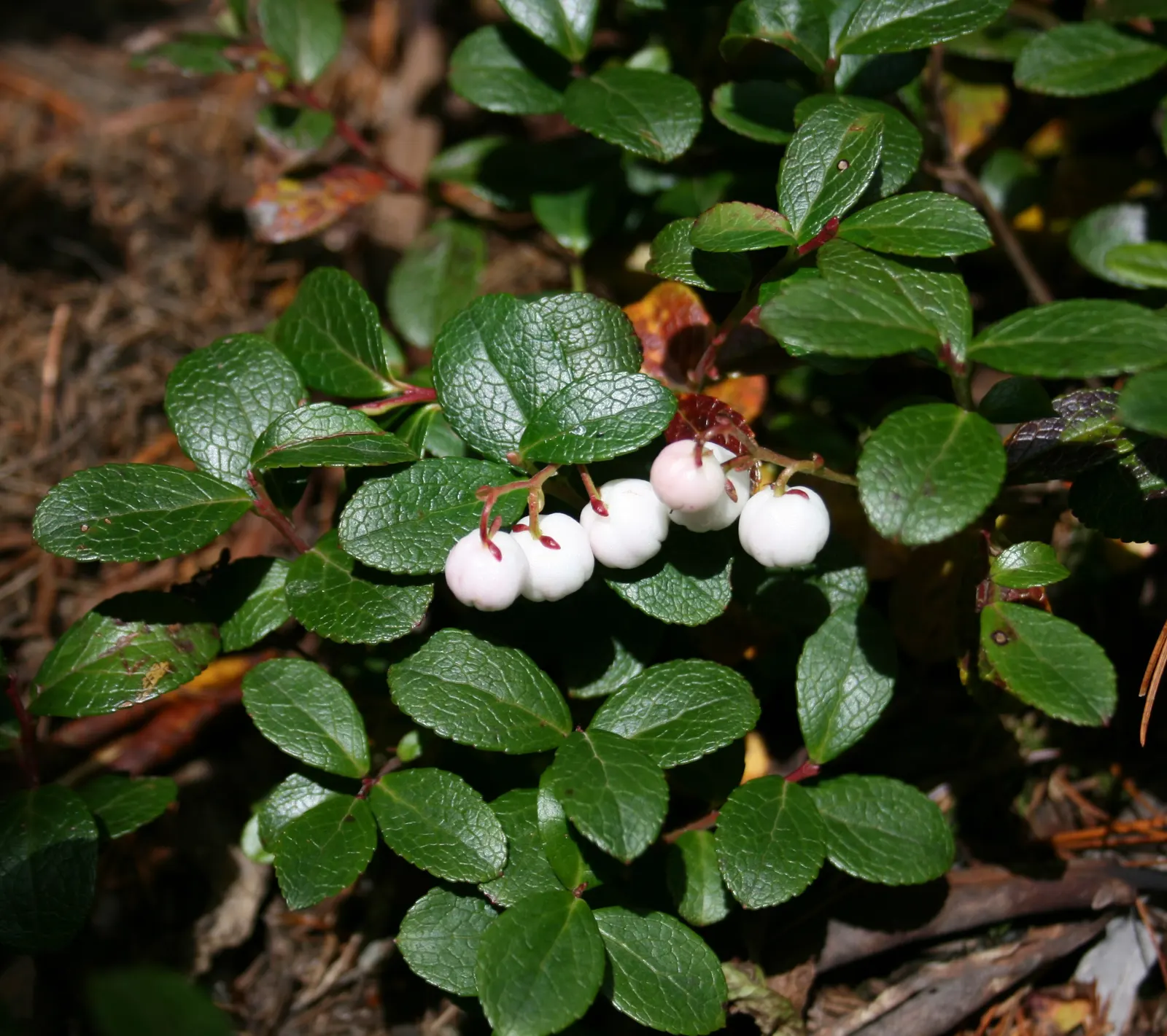 Prickly Mucronata (Gaultheria Mucronata) — Often referred to as Prickly Heath or Mu√±eca