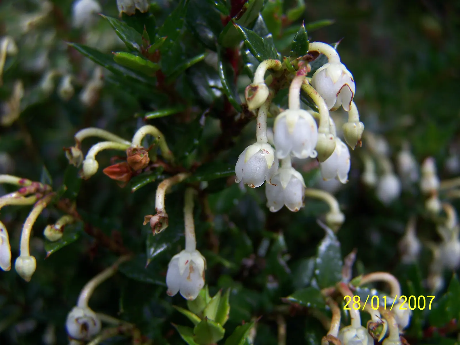 Prickly Mucronata (Gaultheria Mucronata) — Perfect for adding year-round interest and texture to gardens; it is native to South America and thrives in USDA