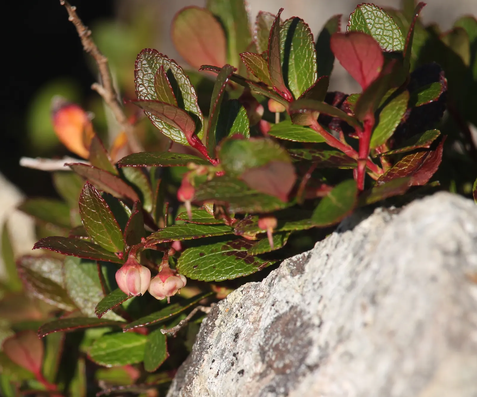 Prickly Mucronata (Gaultheria Mucronata) — scientifically known as Gaultheria mucronata