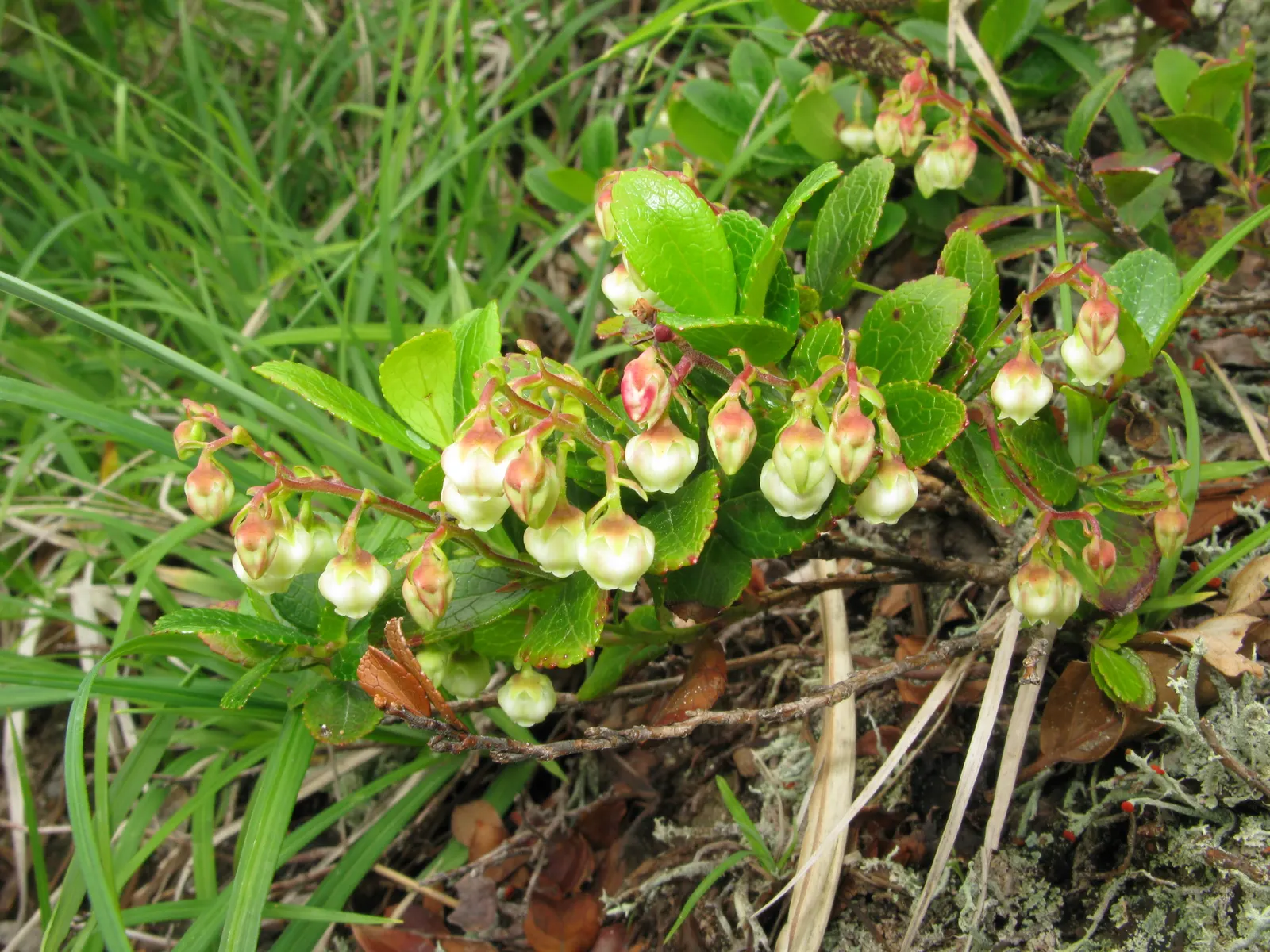 Prickly Mucronata (Gaultheria Mucronata) — white or red flowers in spring