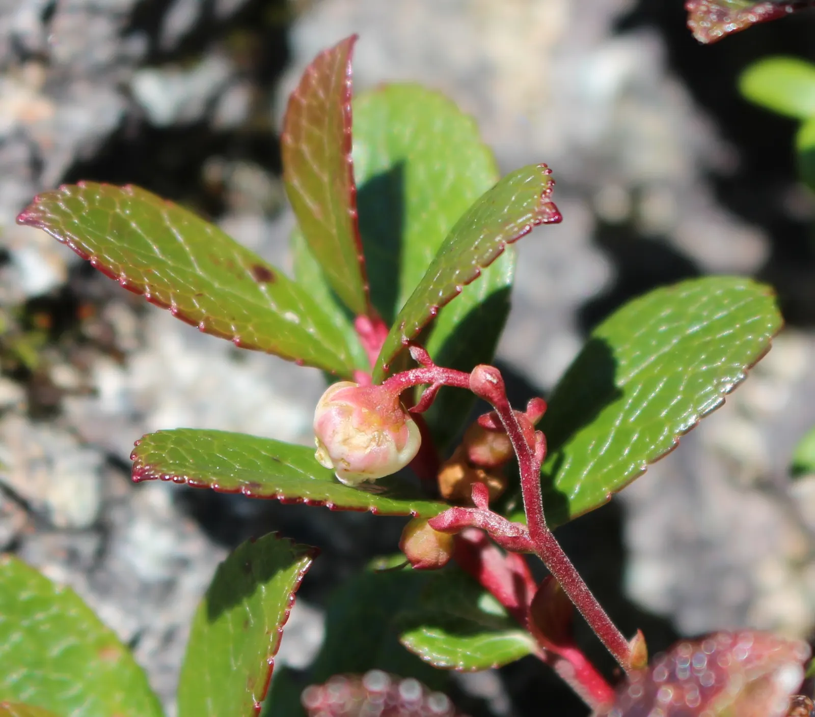 Prickly Mucronata (Gaultheria Mucronata) — and even red or purple.<br><br>For optimal growth