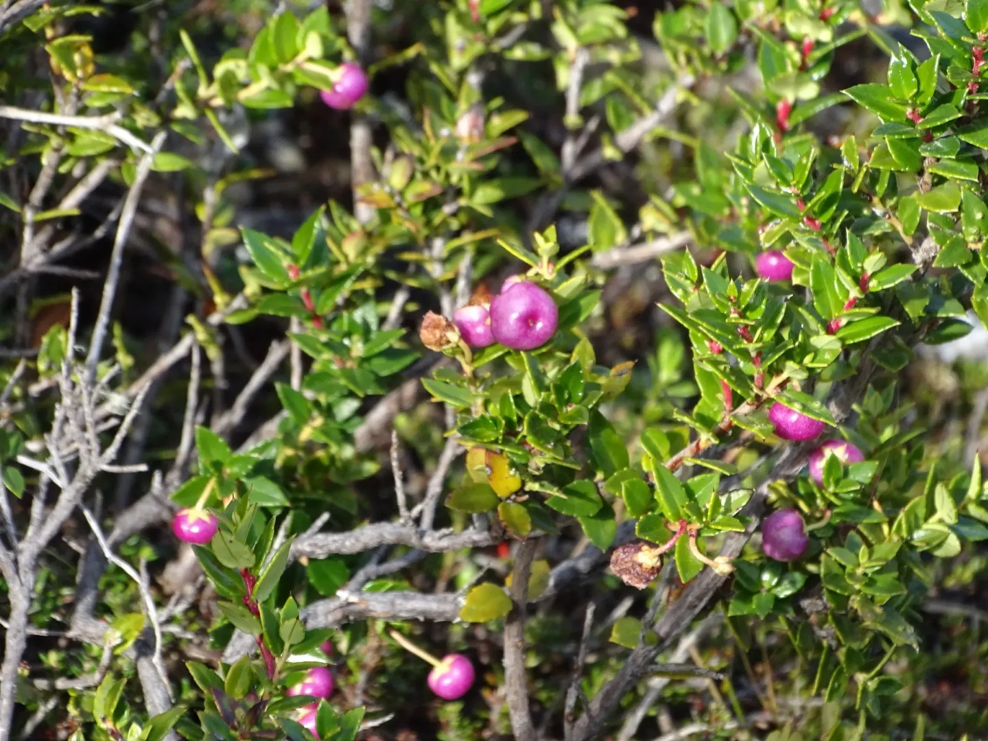 Prickly Mucronata (Gaultheria Mucronata) — or as a focal point in mixed borders