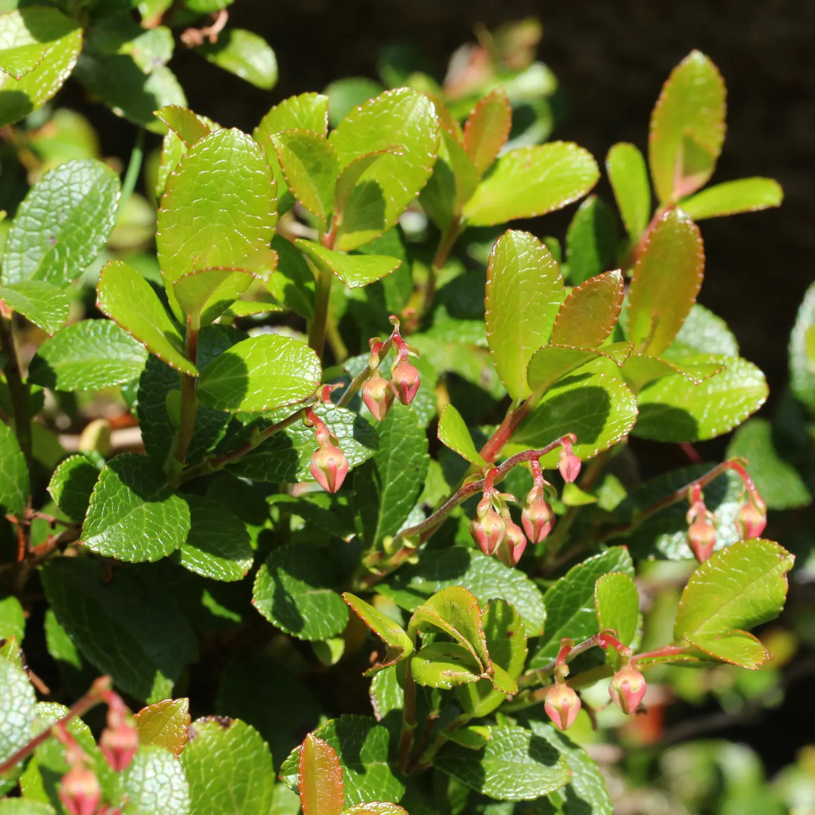 Prickly Mucronata (Gaultheria Mucronata) — white or red flowers in spring; it should be spaced about 4 feet apart to allow for its full spread, ensuring a lush
