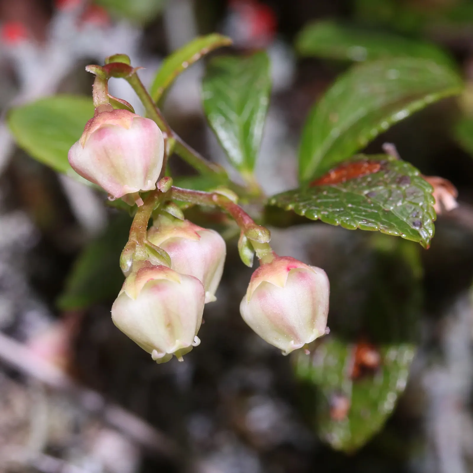Prickly Mucronata (Gaultheria Mucronata) — Often referred to as Prickly Heath or Mu√±eca; white flowers in the garden