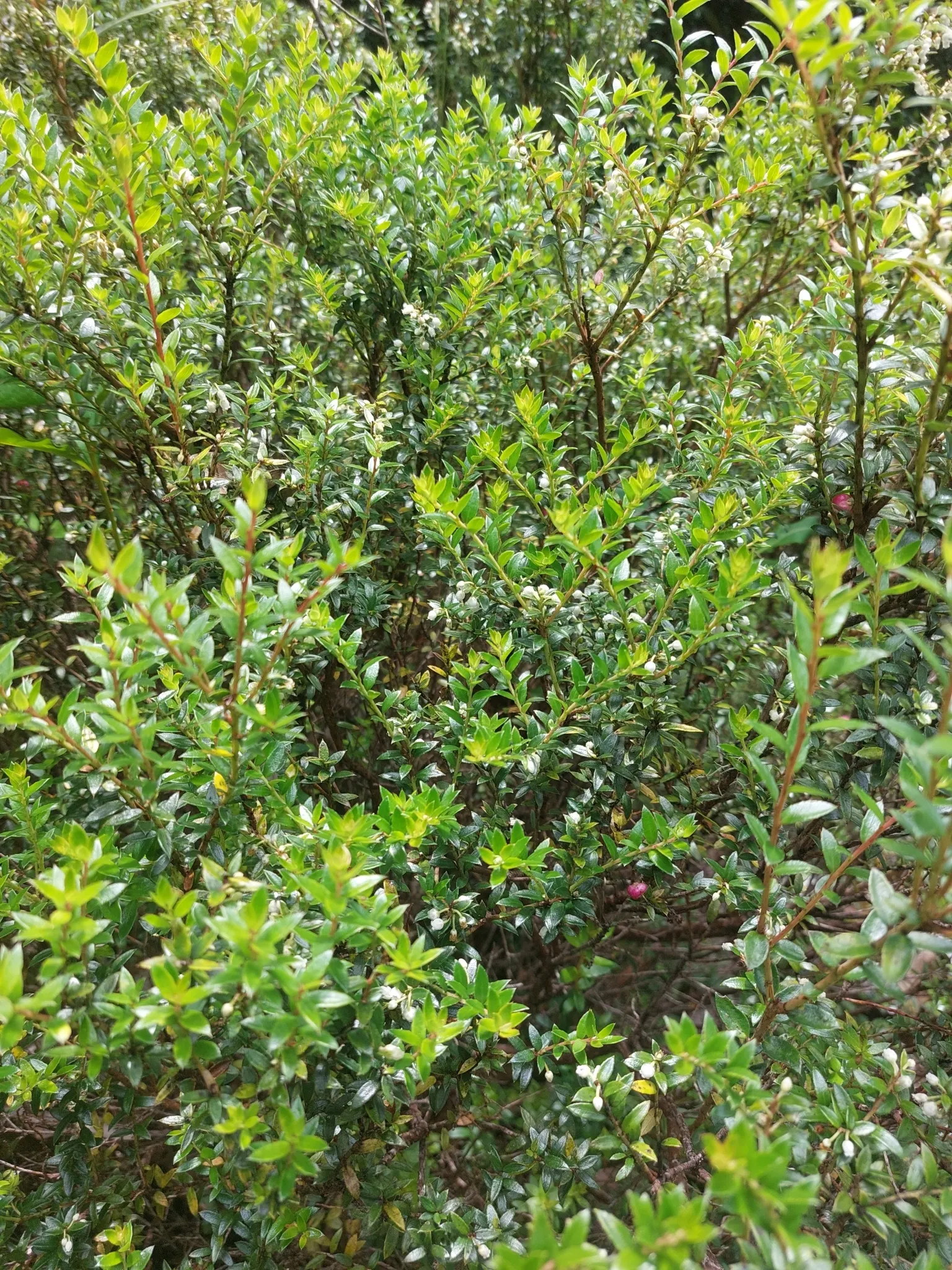 Prickly Mucronata (Gaultheria Mucronata) — and even red or purple.<br><br>For optimal growth; scientifically known as Gaultheria mucronata