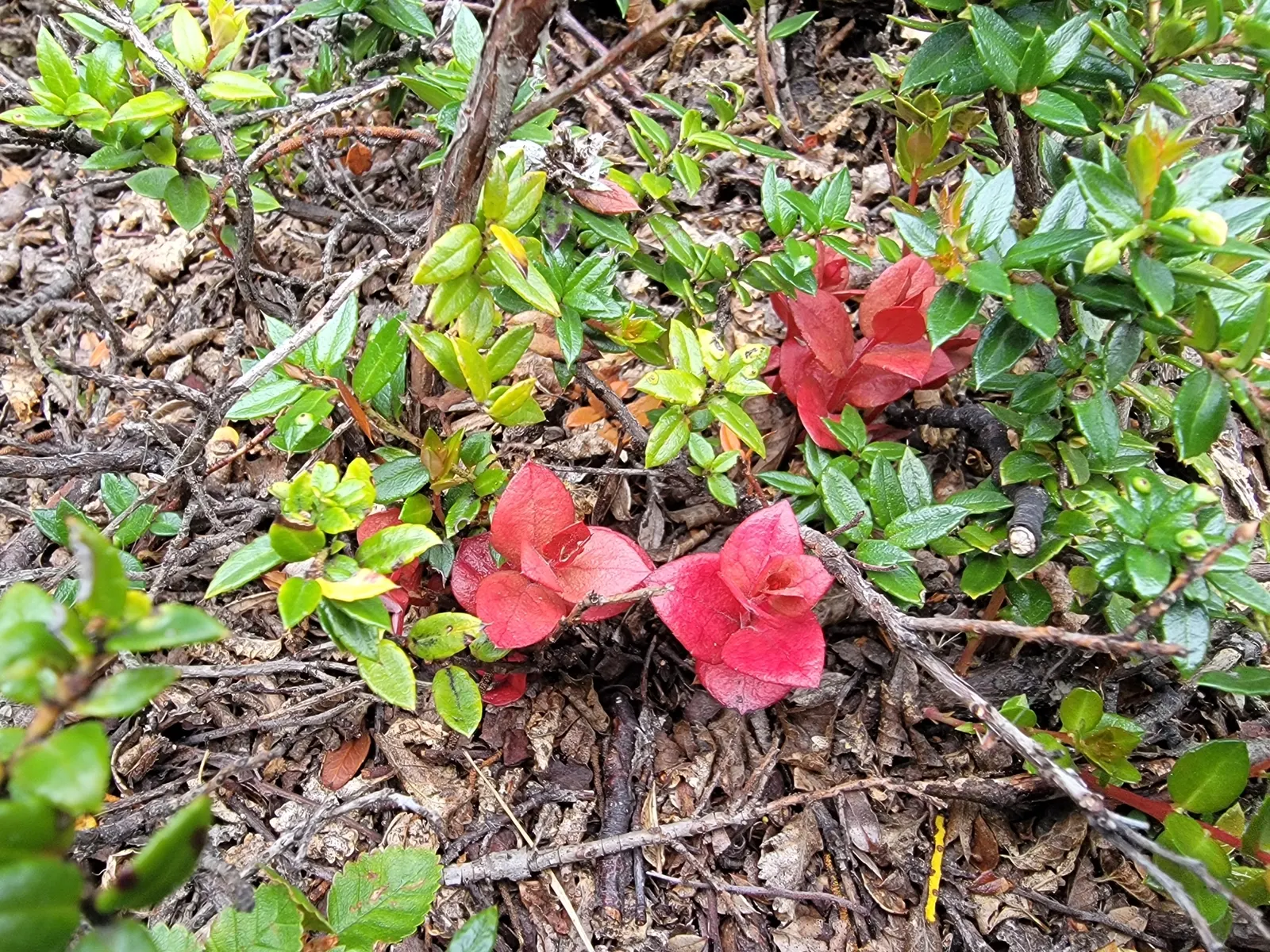 Prickly Mucronata (Gaultheria Mucronata) — This ornamental plant reaches up to 5 feet tall and 4 feet wide; with a sharply pointed tip or mucro