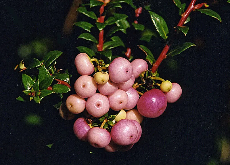 Prickly Mucronata (Gaultheria Mucronata) — It should be spaced about 4 feet apart to allow for its full spread, ensuring a lush appearance in your garden