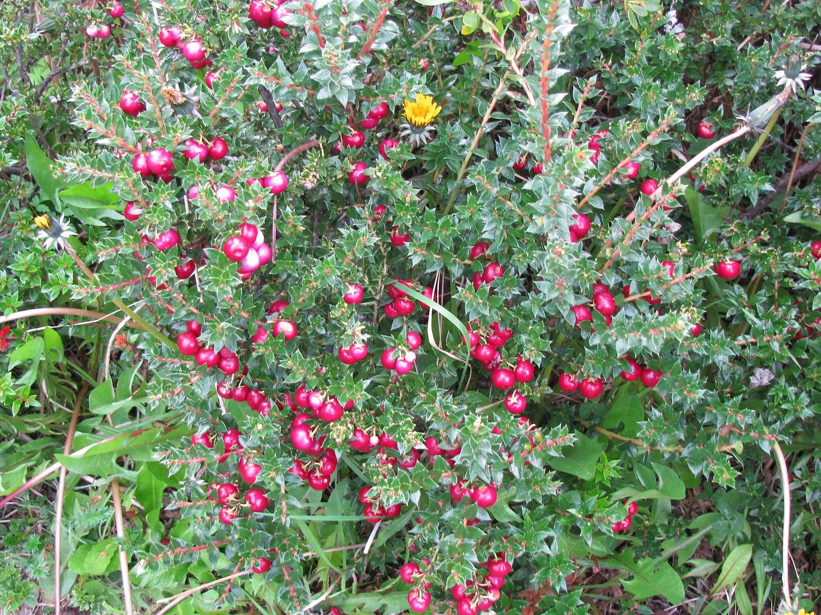 Prickly Mucronata (Gaultheria Mucronata) — Gaultheria mucronata prefers acidic