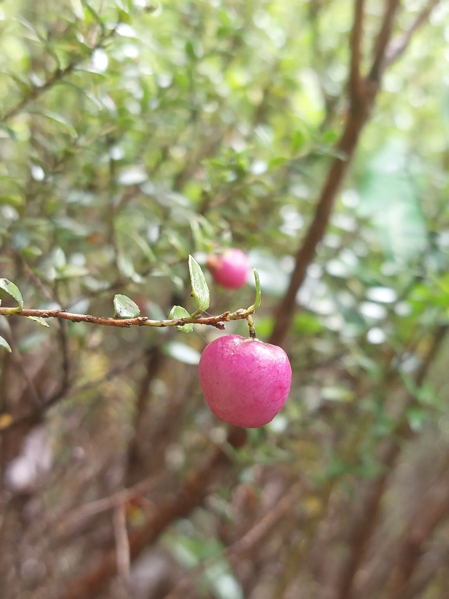Prickly Mucronata (Gaultheria Mucronata) — followed by striking berries that can range in color from white to pink; shrub with white blooms