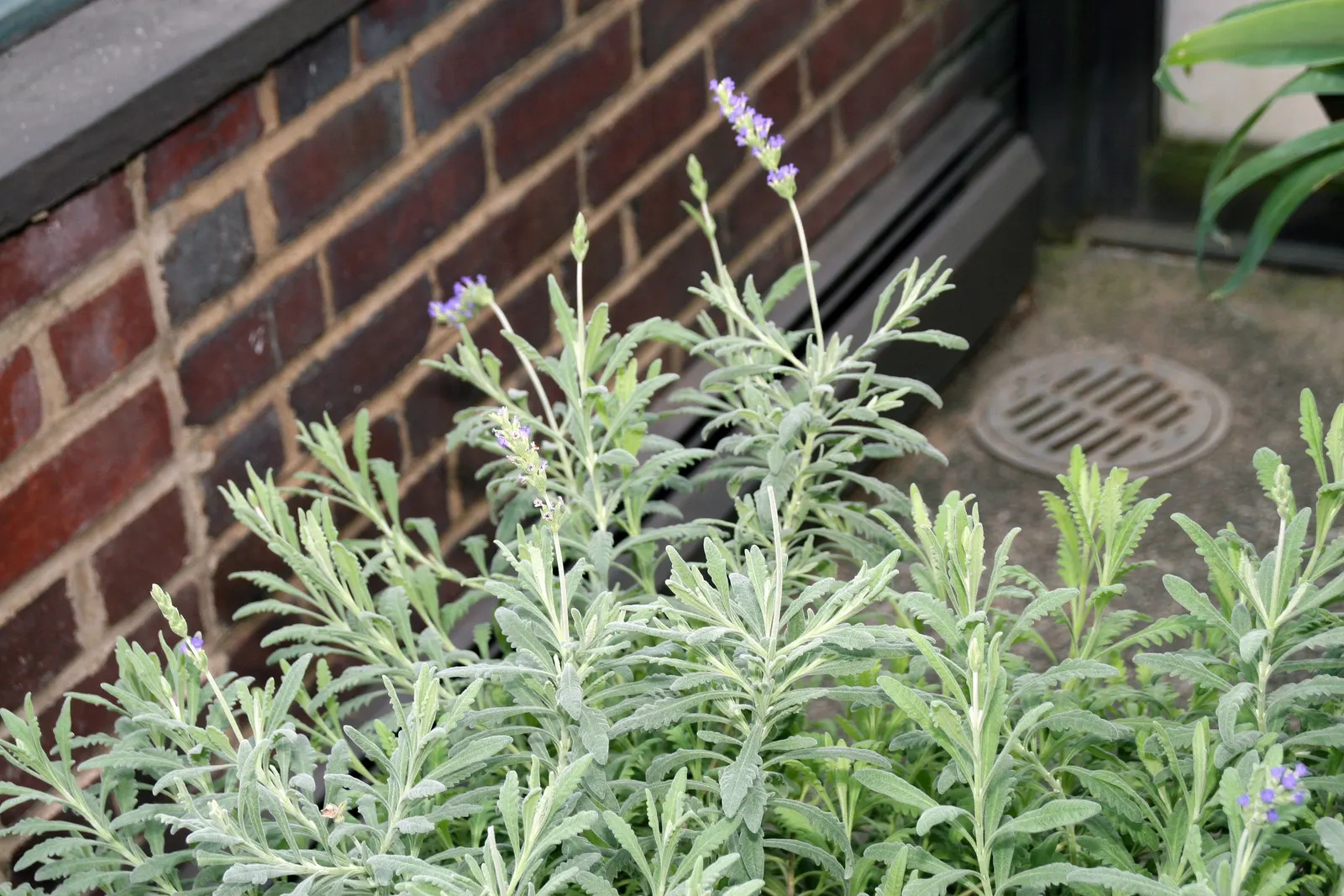 Goodwin Creek Grey Lavender (Lavandula 'Goodwin Creek Grey') — Lavandula 'Goodwin Creek Grey' is a robust perennial known for its silvery-gray foliage and deep