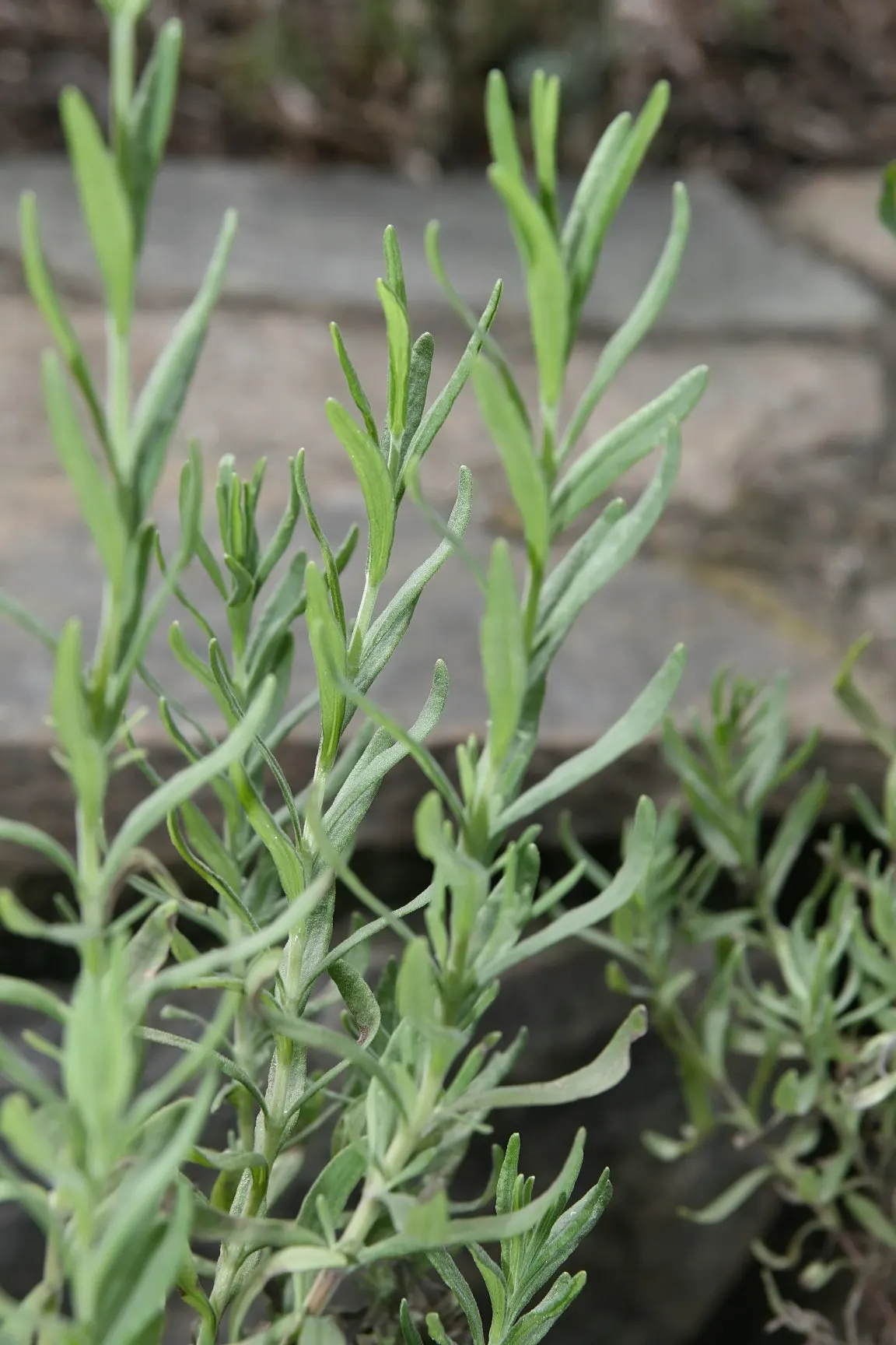 Goodwin Creek Grey Lavender (Lavandula 'Goodwin Creek Grey') — This aromatic lavender variant reaches up to 2-3 feet high and wide