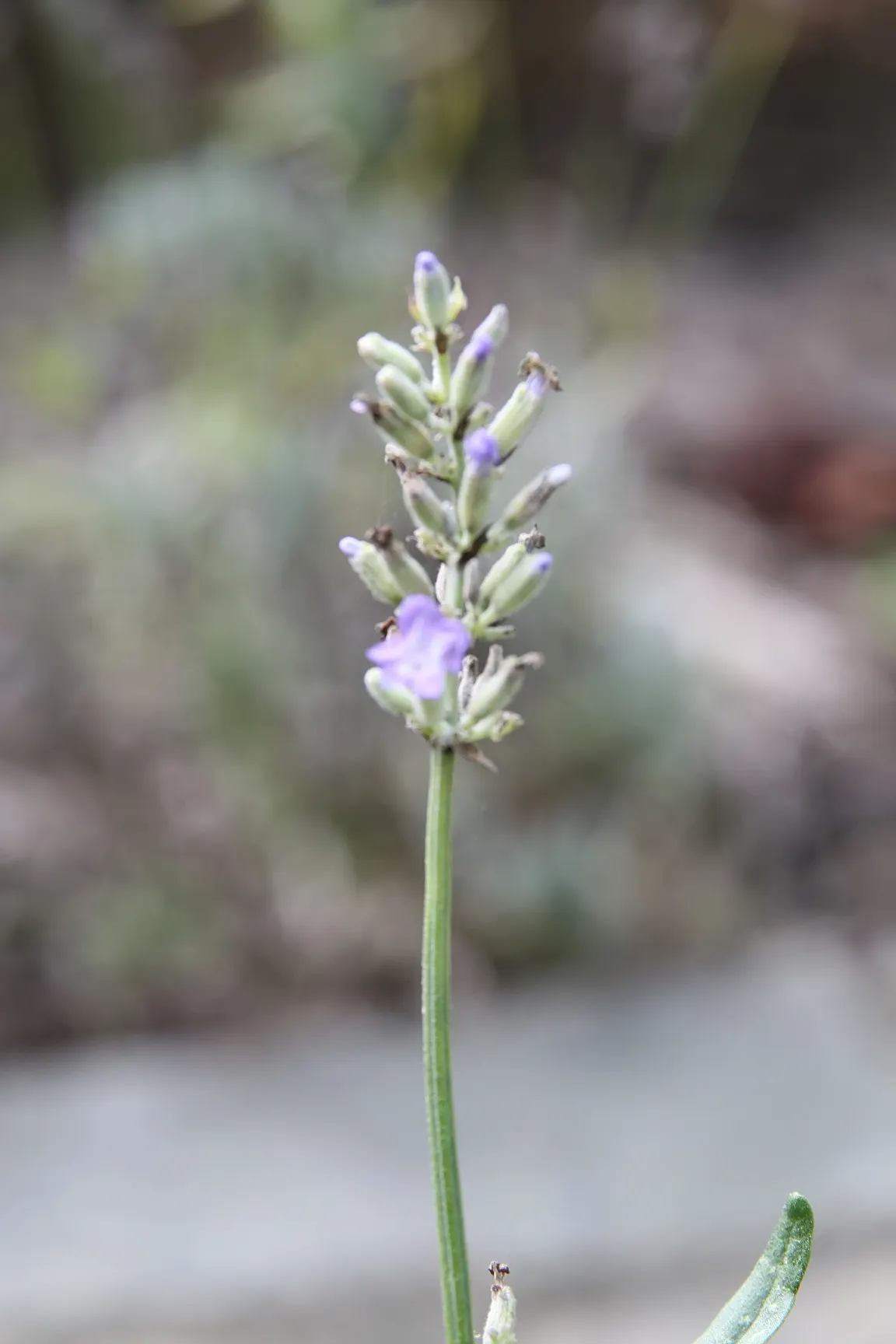 Goodwin Creek Grey Lavender (Lavandula 'Goodwin Creek Grey') — bushy habit and continuous flowering