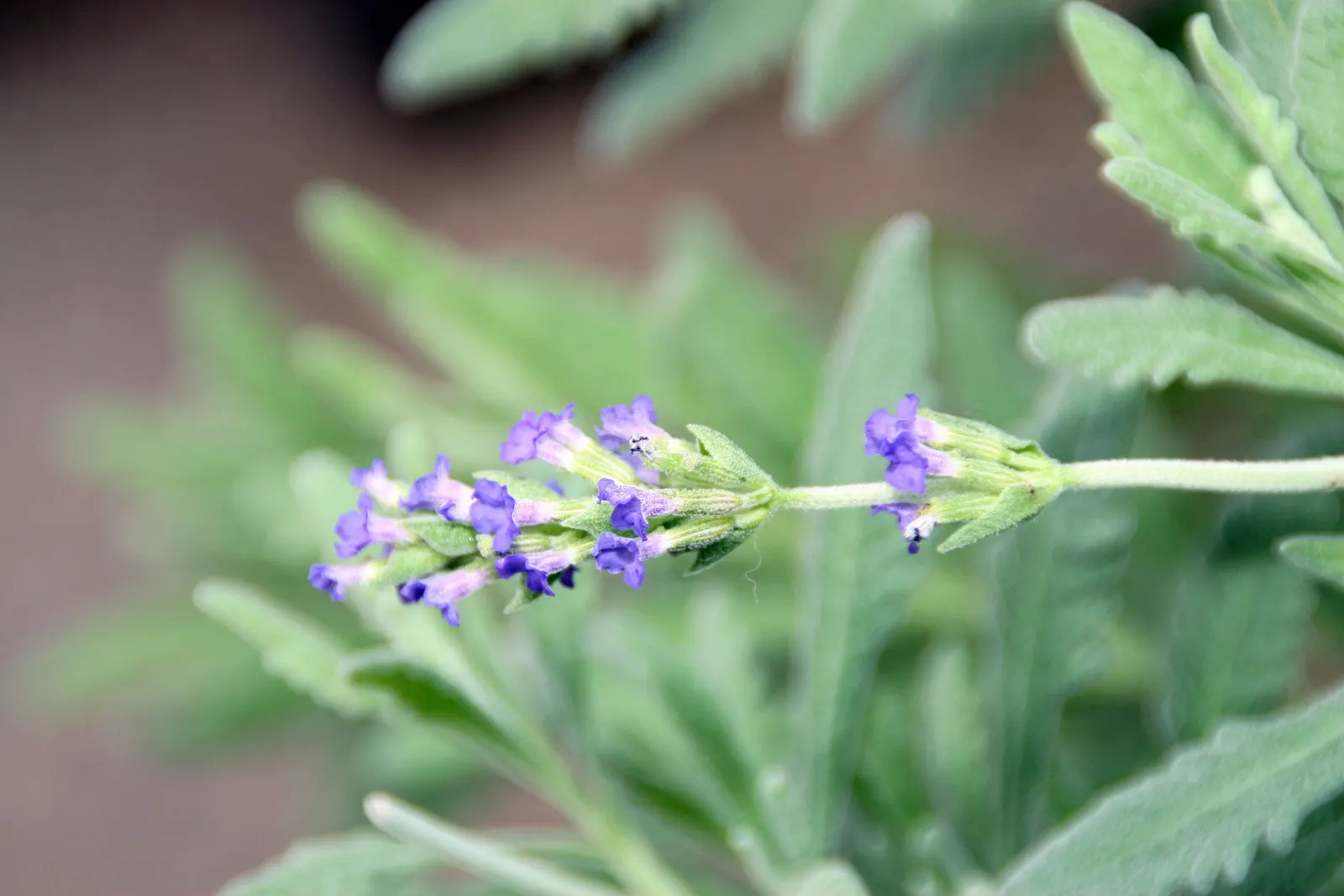 Goodwin Creek Grey Lavender (Lavandula 'Goodwin Creek Grey') — Preferred in zones 7-9, it thrives in full sun and well-drained soil