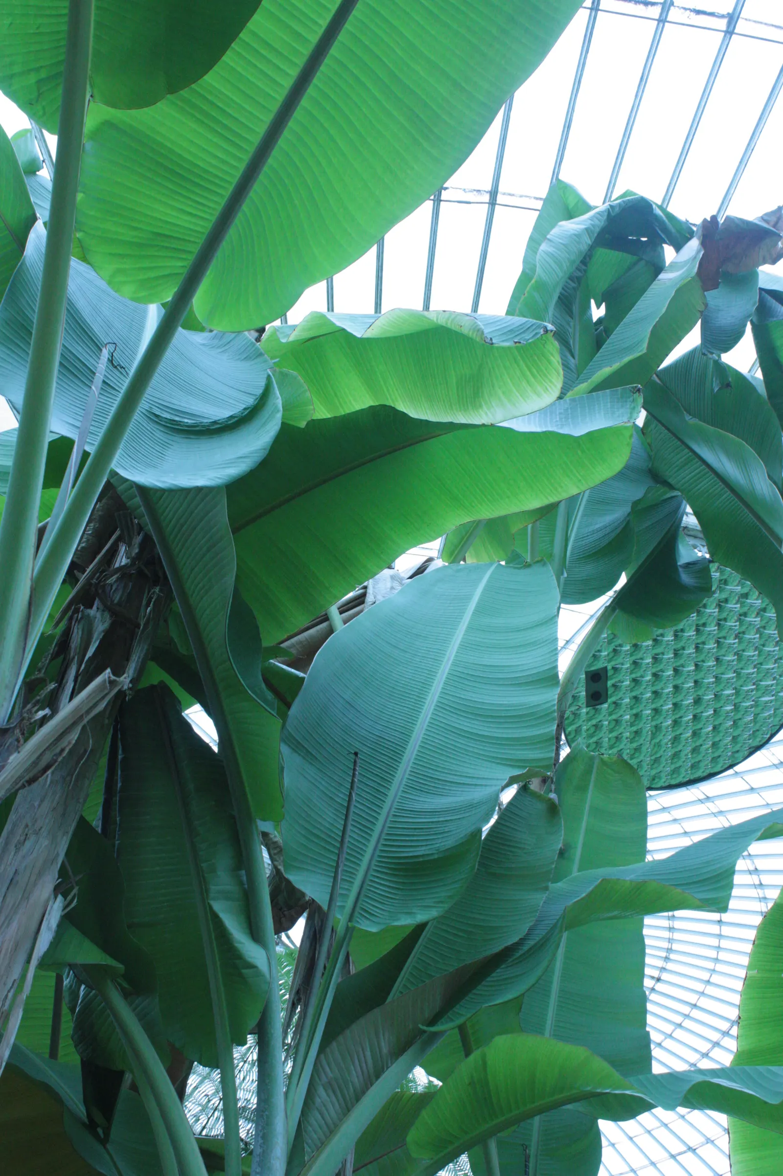 Hardy Banana (Musa Basjoo) — perennial with yellow blooms
