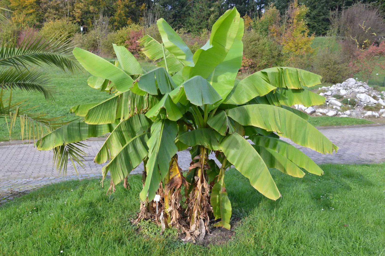 Hardy Banana (Musa Basjoo) — Hardy to USDA Zone 7, it survives temperatures down to 0&deg;F when mulched