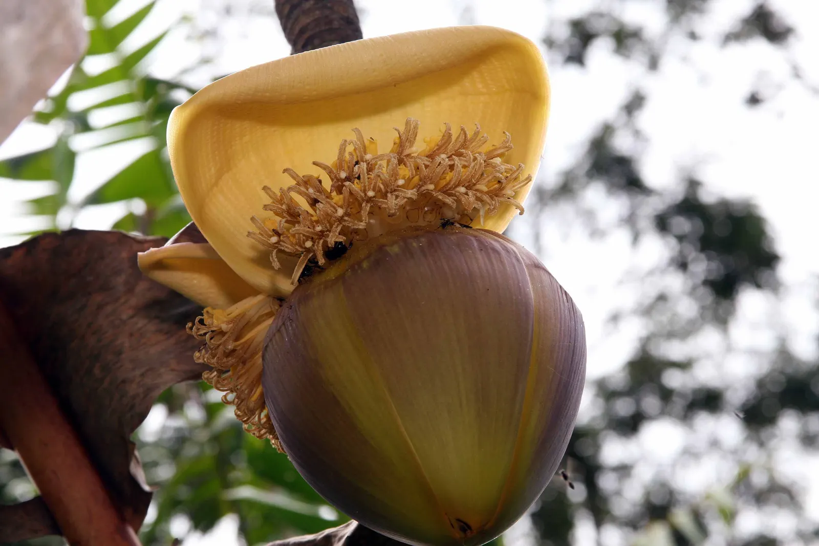Hardy Banana (Musa Basjoo) — is a striking addition to any temperate landscape design