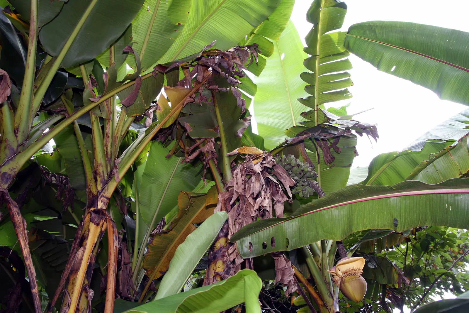 Hardy Banana (Musa Basjoo) — such as mulching around the base to protect the rhizome in colder climates; native to the Ryukyu Islands off Japan