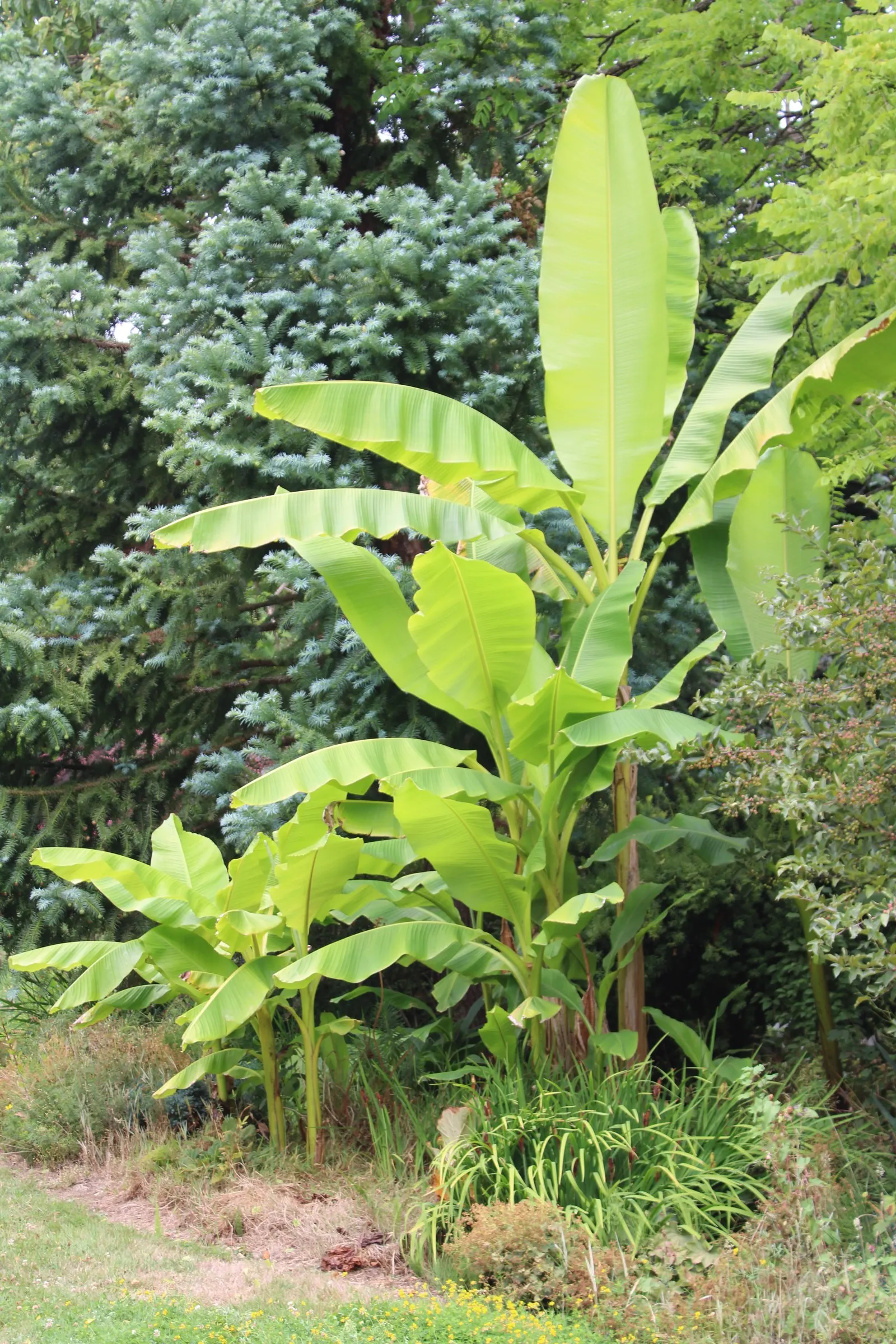Hardy Banana (Musa Basjoo) — bright green leaves that can reach lengths of 6 to 10 feet and widths of up to 2 feet; is a robust herbaceous perennial