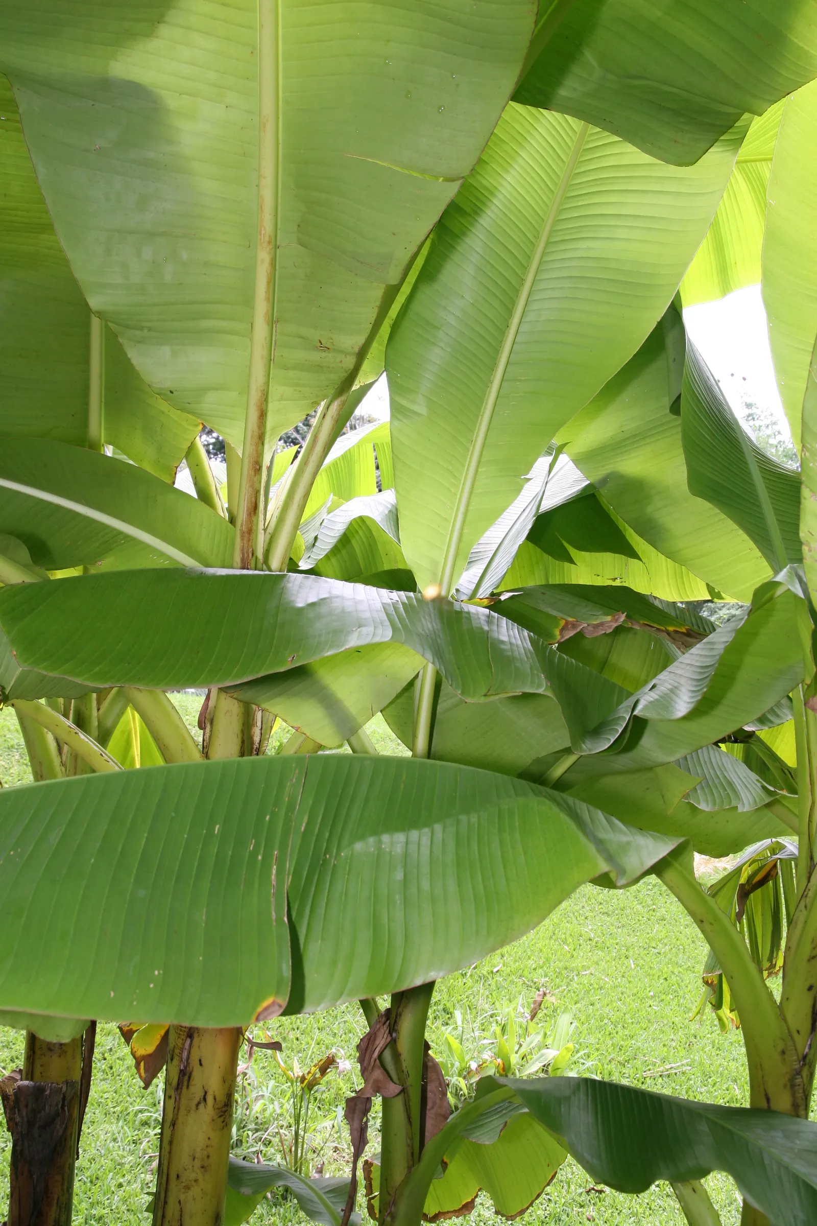 Hardy Banana (Musa Basjoo) — reaching heights of 6-14 ft with a 6-10 ft spread; capable of withstanding temperatures as low as -20&deg;F when, image 42
