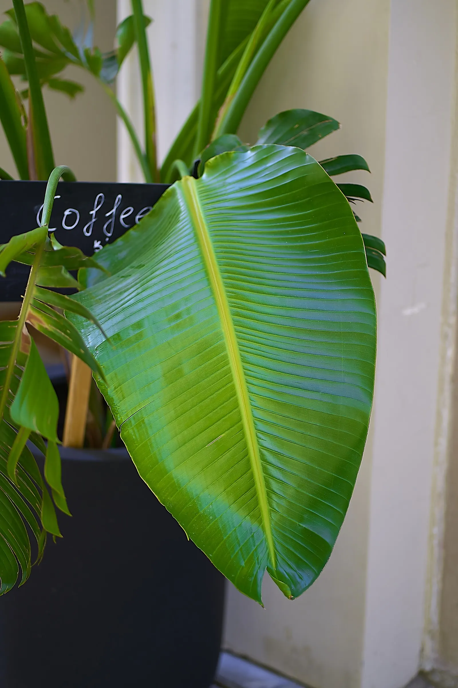 Hardy Banana (Musa Basjoo) — commonly referred to as the Hardy Banana; not a fruit producer, but its dramatic foliage provides a lush, exotic landscape element