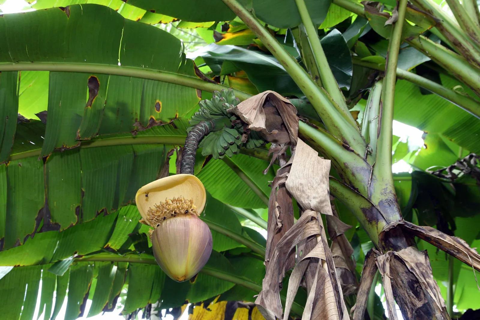 Hardy Banana (Musa Basjoo) — Its pseudo-stem and broad, arching leaves create a tropical effect