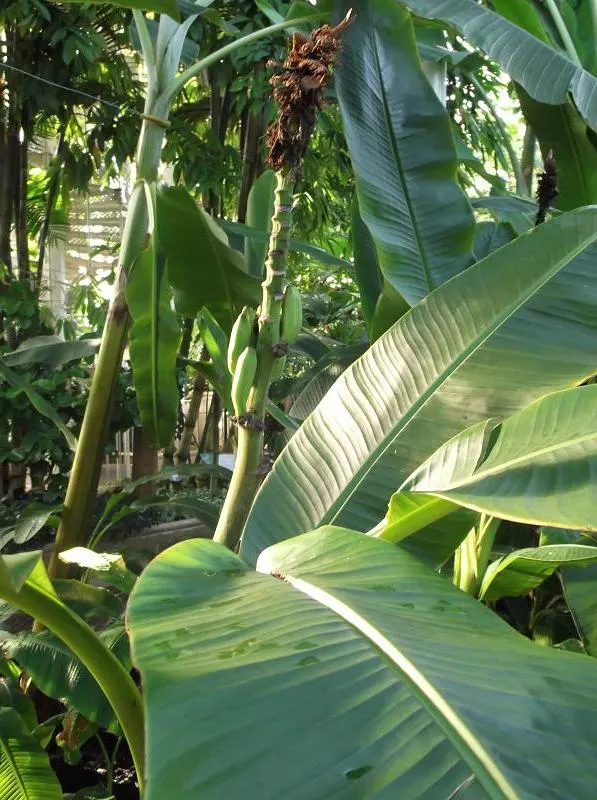 Hardy Banana (Musa Basjoo) — Hardy to USDA Zone 7, it survives temperatures down to 0&deg;F when mulched; fast-growing, it prefers full sun to partial shade