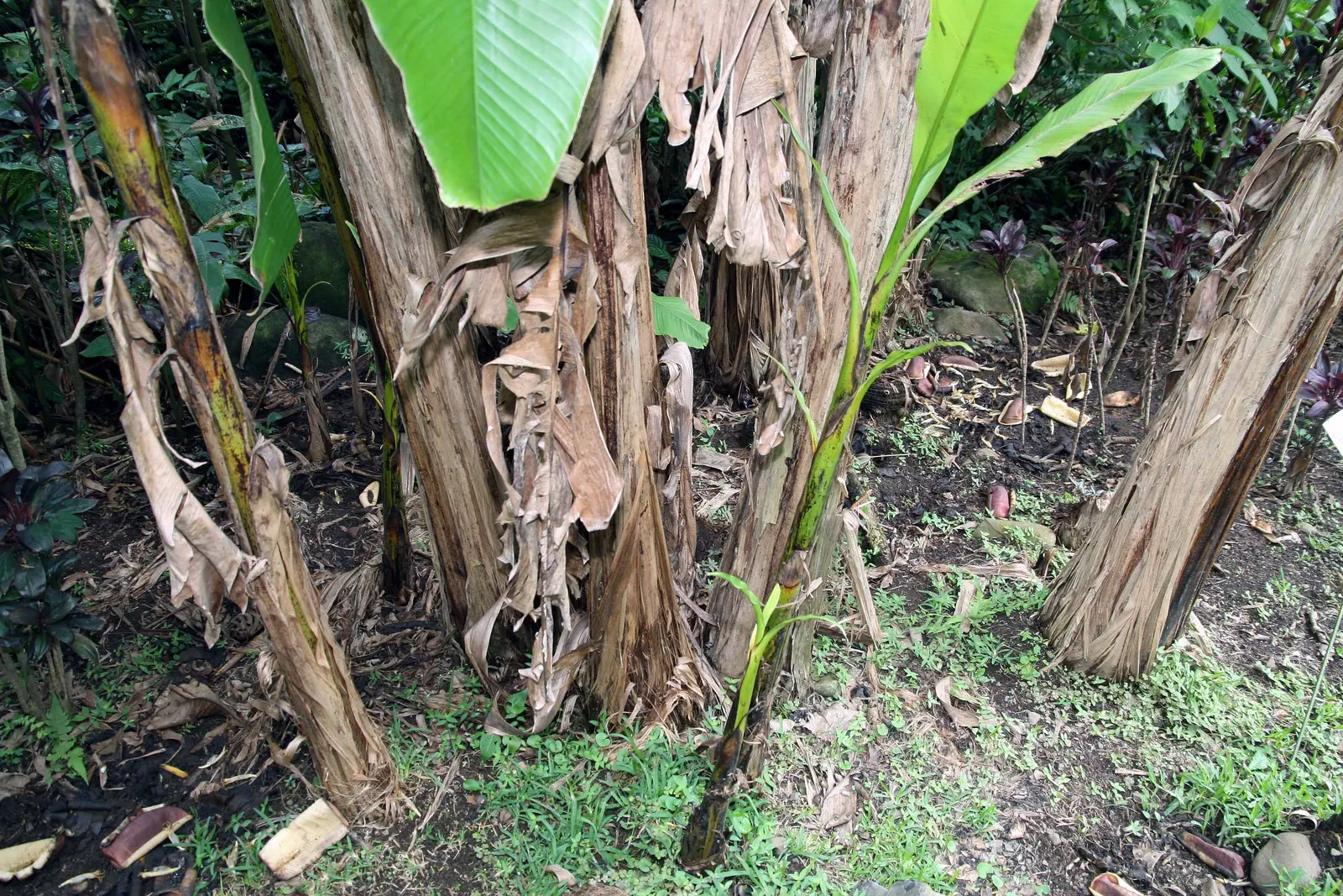 Hardy Banana (Musa Basjoo) — capable of withstanding temperatures as low as -20&deg;F when properly mulched; the creamy-yellow flowers that precede, image 51