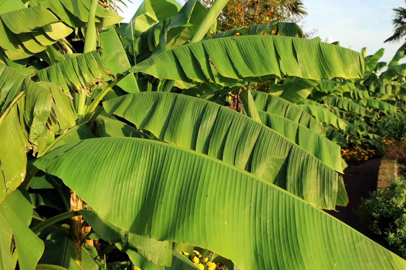 Hardy Banana (Musa Basjoo) — the creamy-yellow flowers that precede it add a unique point of interest in the summer; be sure to educate the client on winter