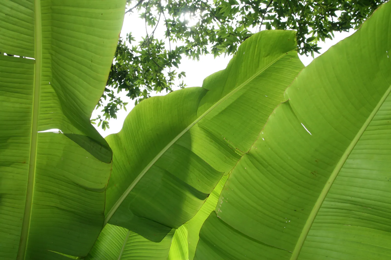 Hardy Banana (Musa Basjoo) — perennial with yellow blooms; this herbaceous perennial is remarkably cold-hardy
