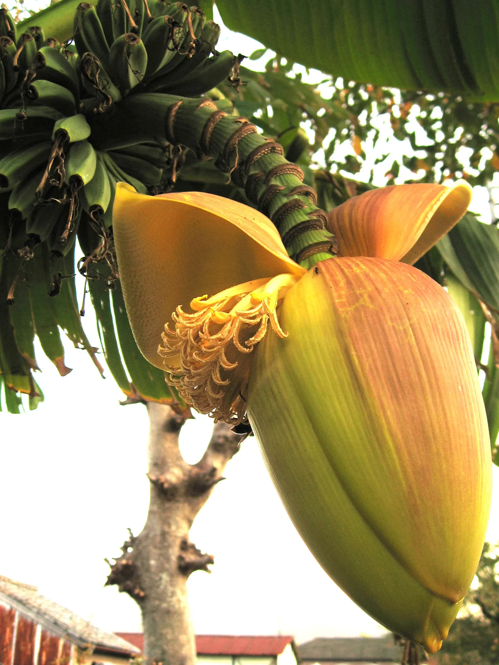Hardy Banana (Musa Basjoo) — Fast-growing, it prefers full sun to partial shade and moist, well-drained soil; bright green leaves that can reach lengths of 6